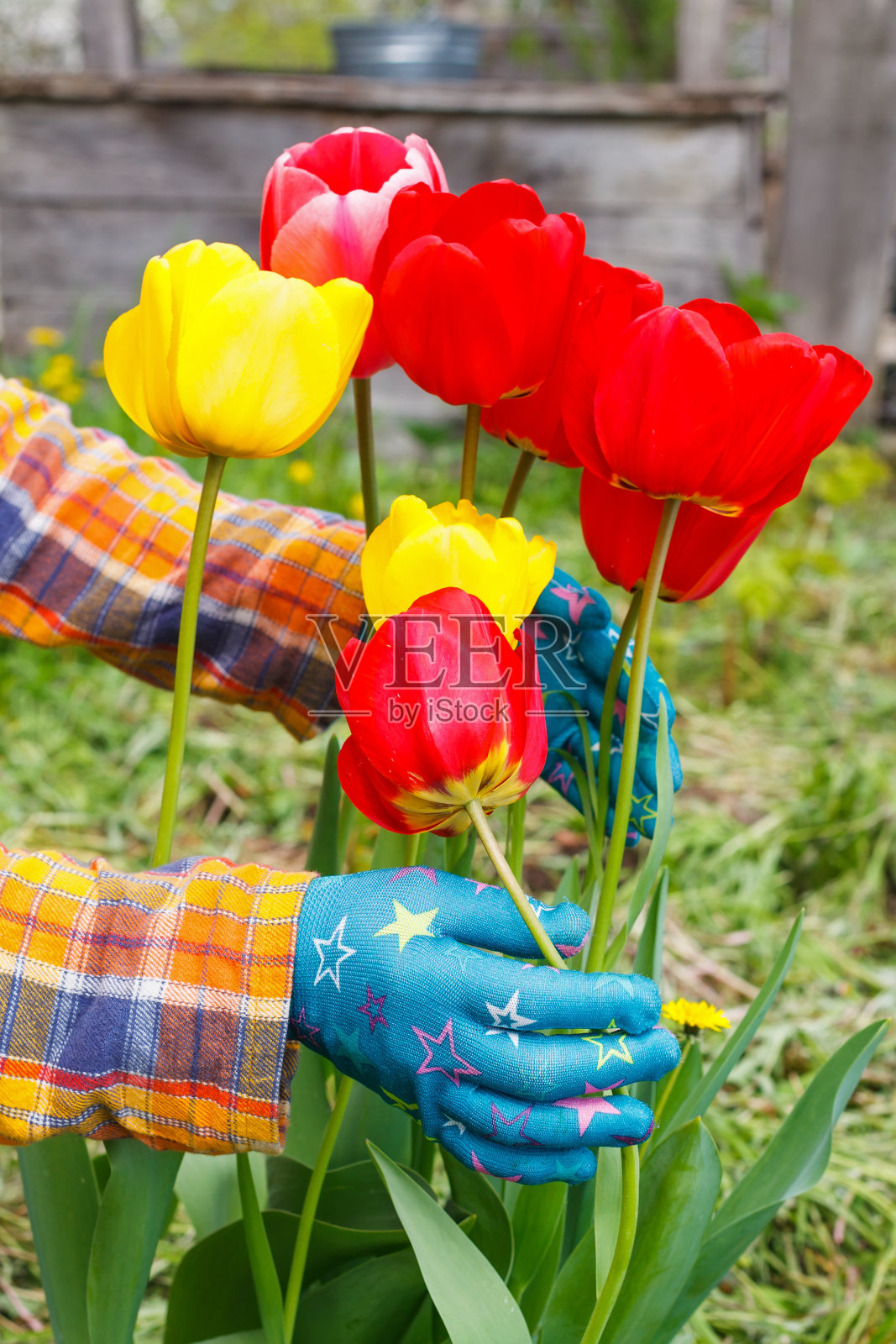 花园里的郁金香照片摄影图片