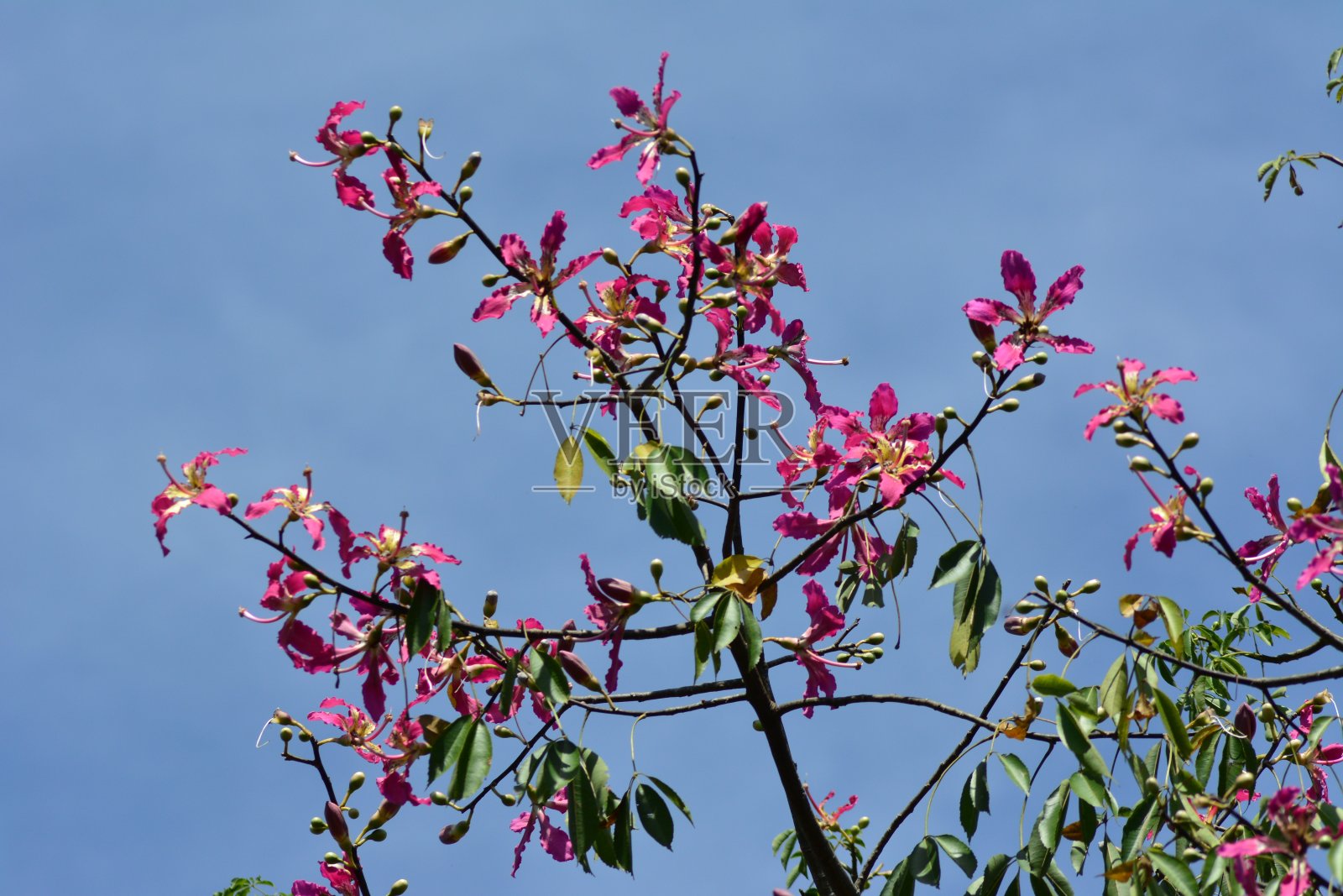 花pink-paired照片摄影图片
