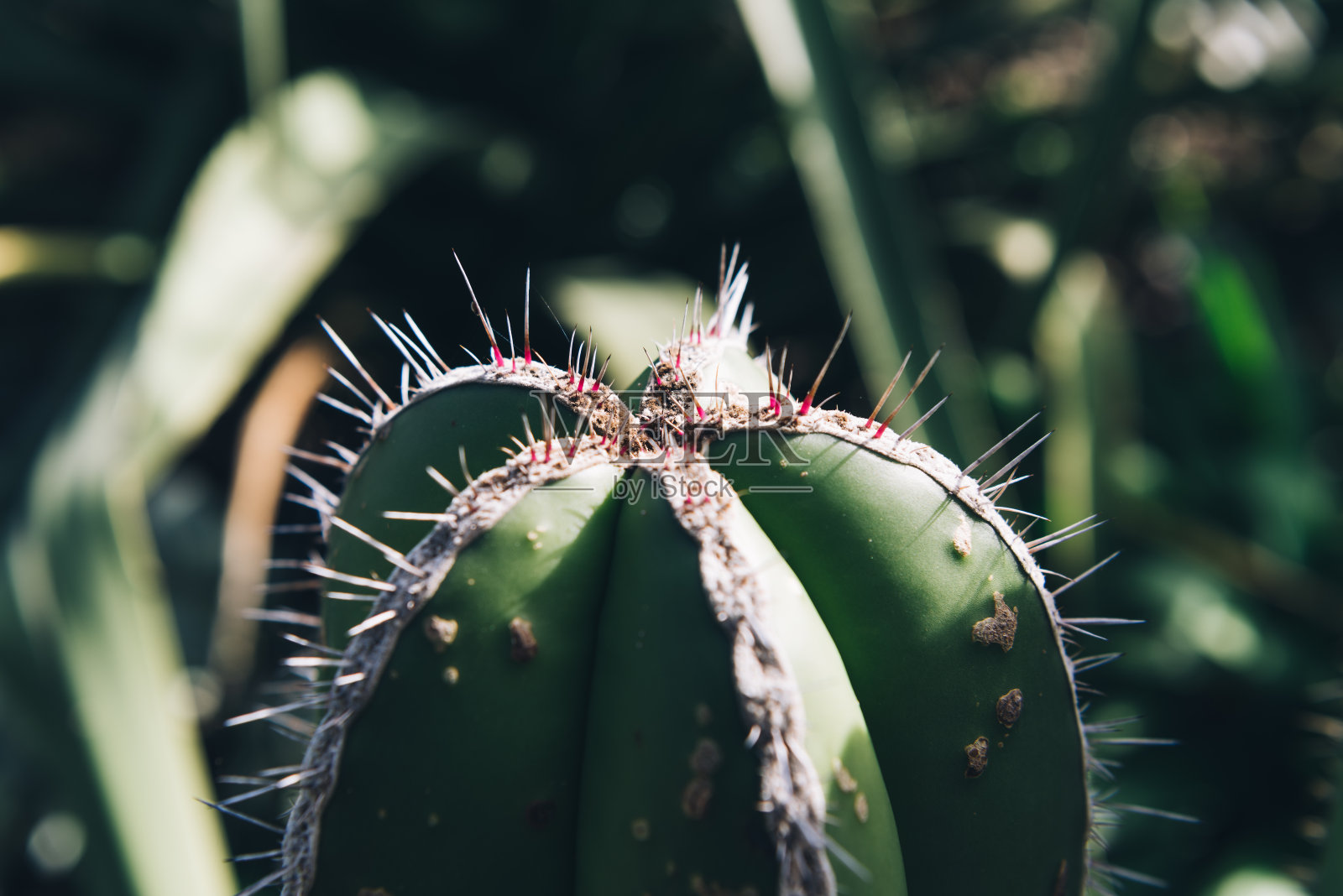 仙人掌特写镜头照片摄影图片