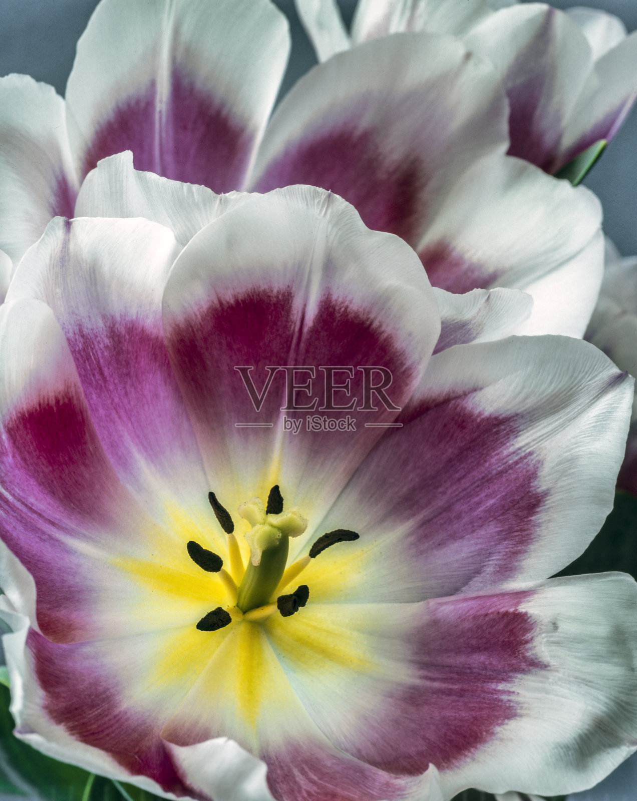 郁金香是郁金香属的花，照片摄影图片