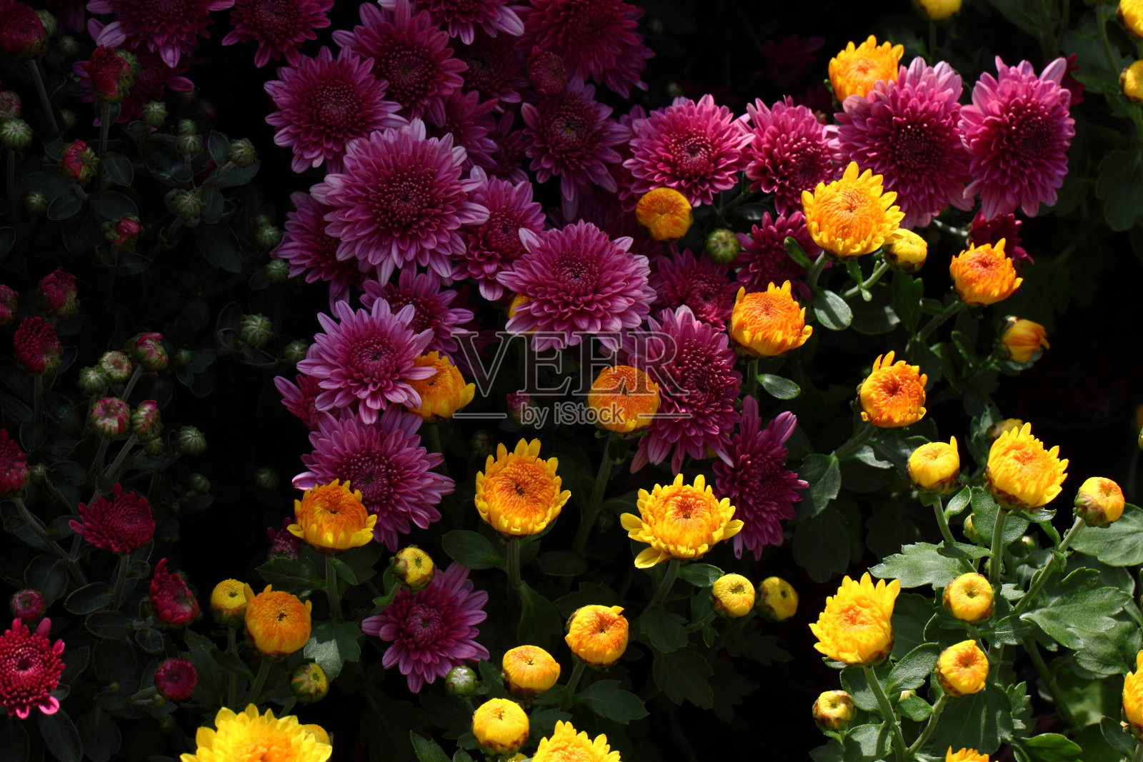 菊花,照片摄影图片