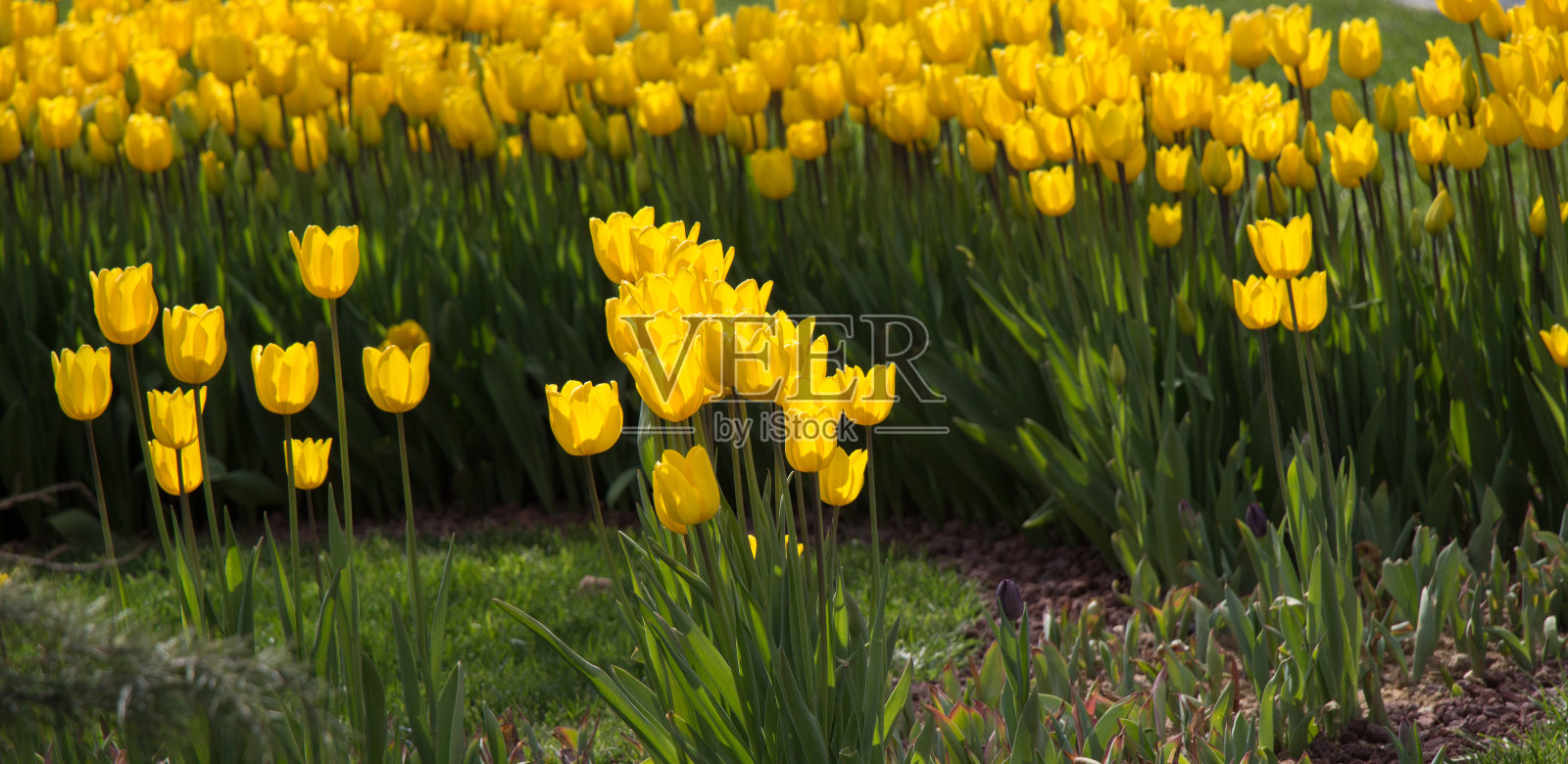 郁金香在春天盛开照片摄影图片