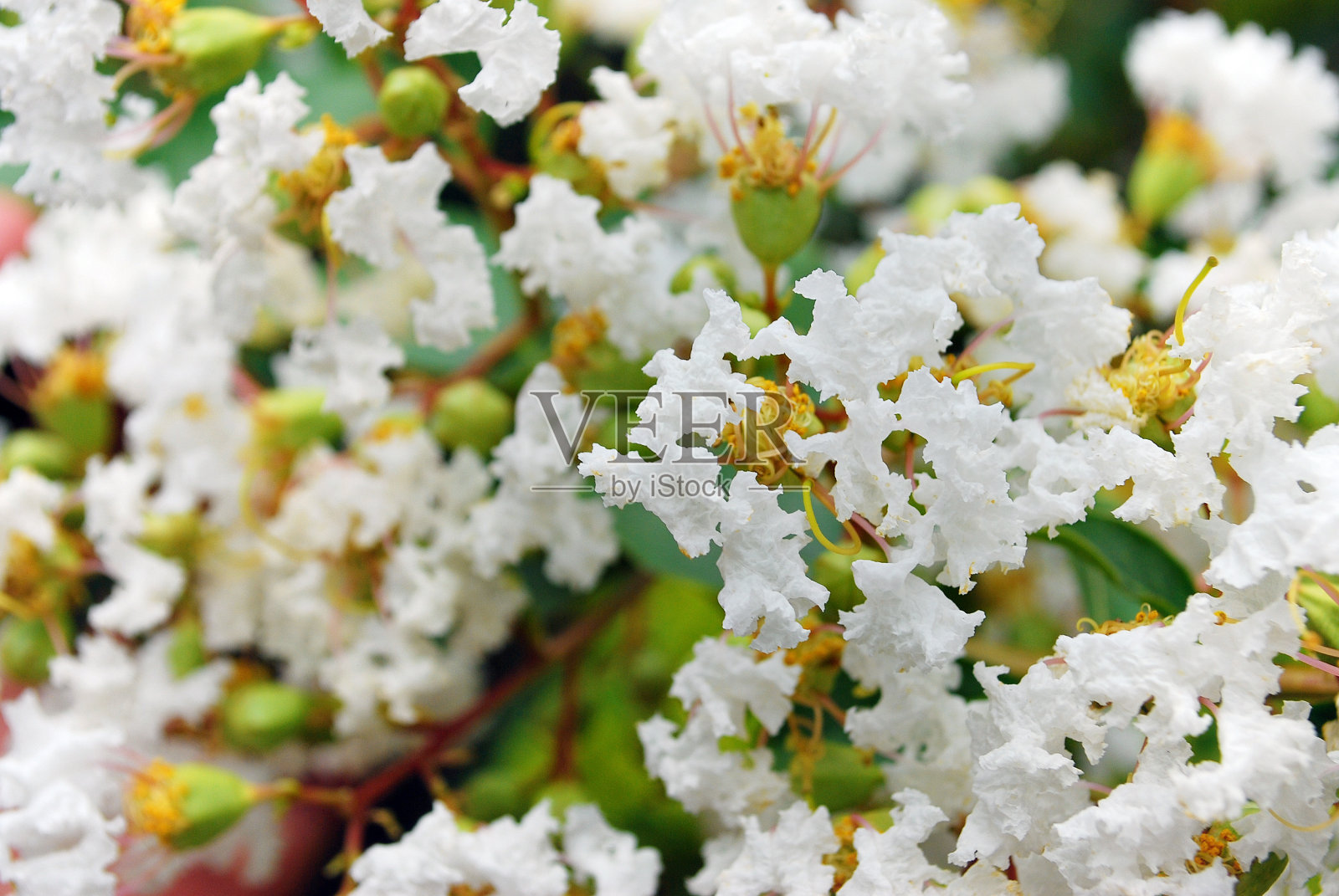 可爱的绒毛小白花照片摄影图片