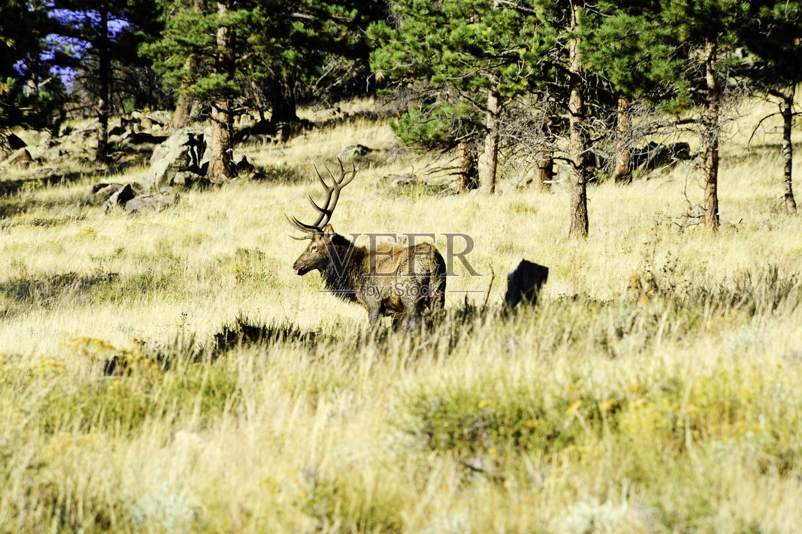 公牛每个照片摄影图片