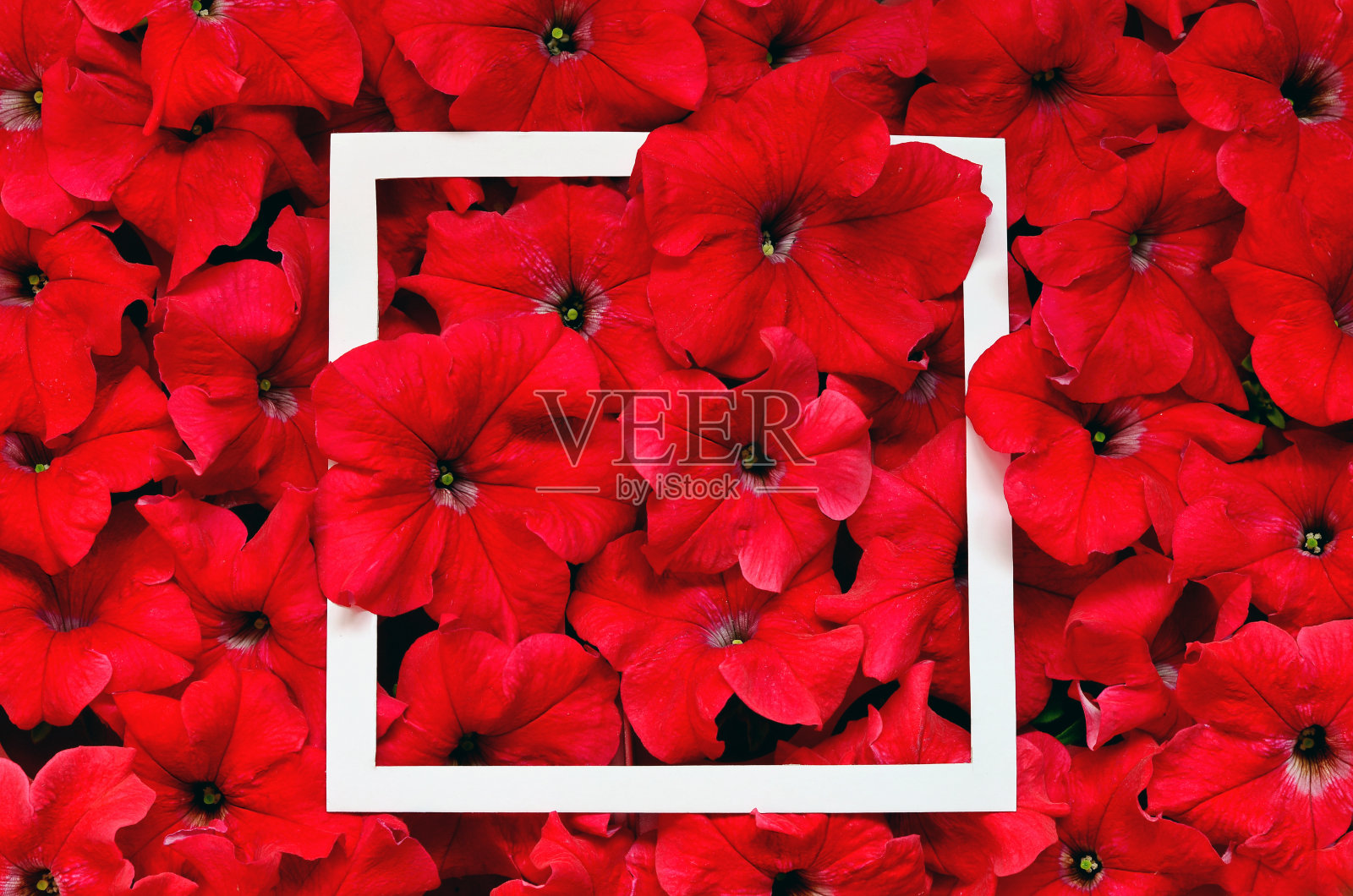 创意设计的鲜花与纸卡便条。平的。自然概念照片摄影图片