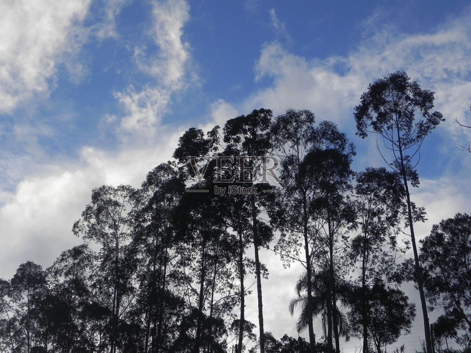 轮廓的树木照片摄影图片