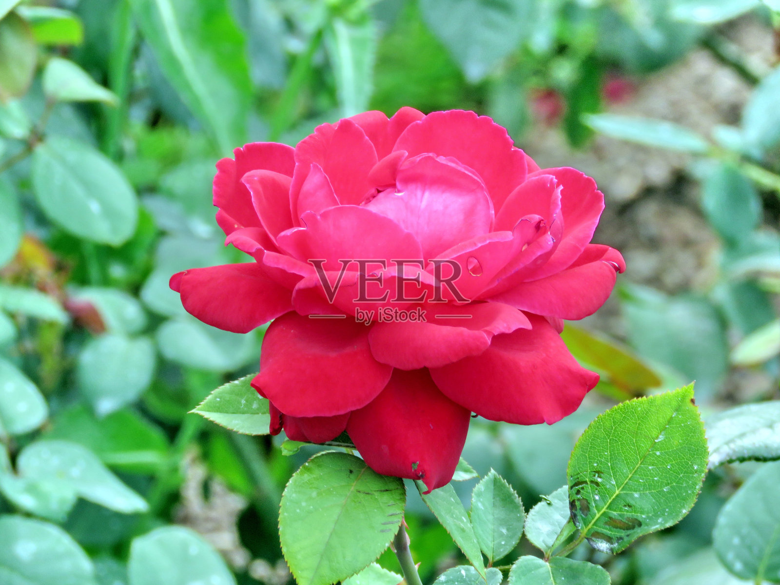 2016年，林肯先生独立崛起照片摄影图片