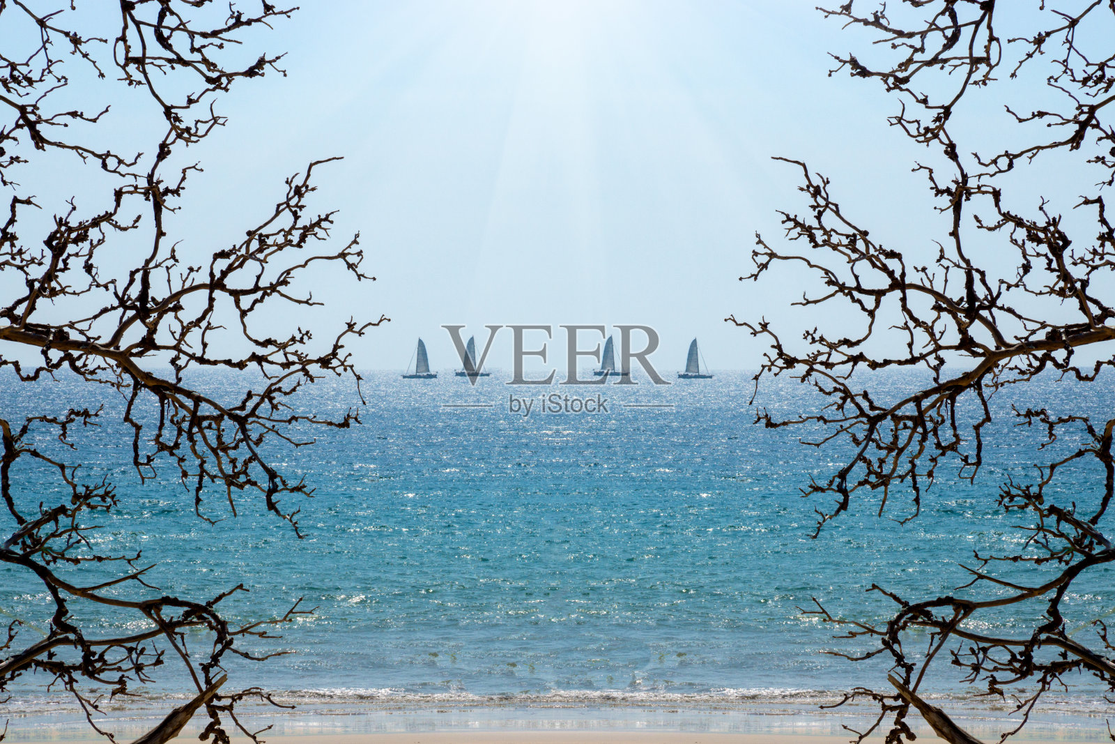 海滩上的枯树以蓝色的大海为背景。照片摄影图片