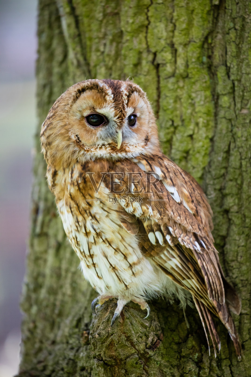 成人茶色照片摄影图片