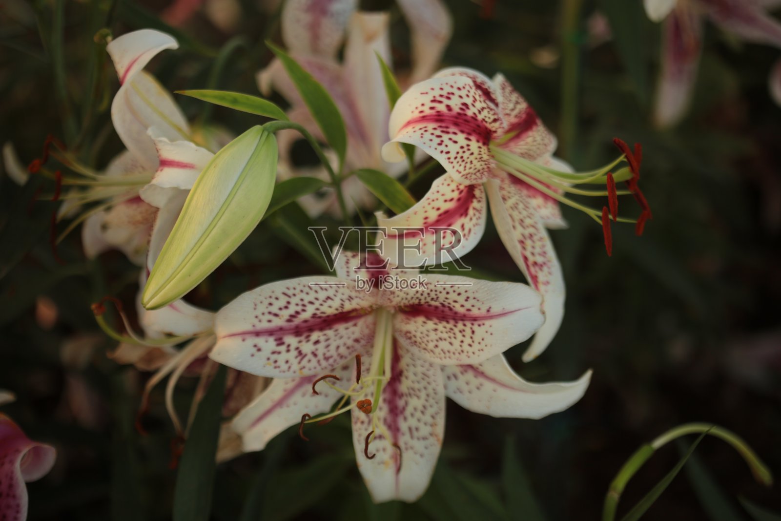 花:莉莉照片摄影图片