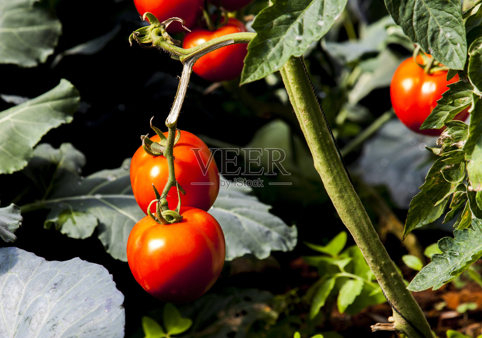 成熟的西红柿照片摄影图片