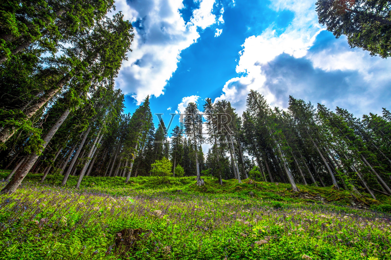 美丽的冷杉树在蓝天下有云/森林/冷杉/天空/云照片摄影图片