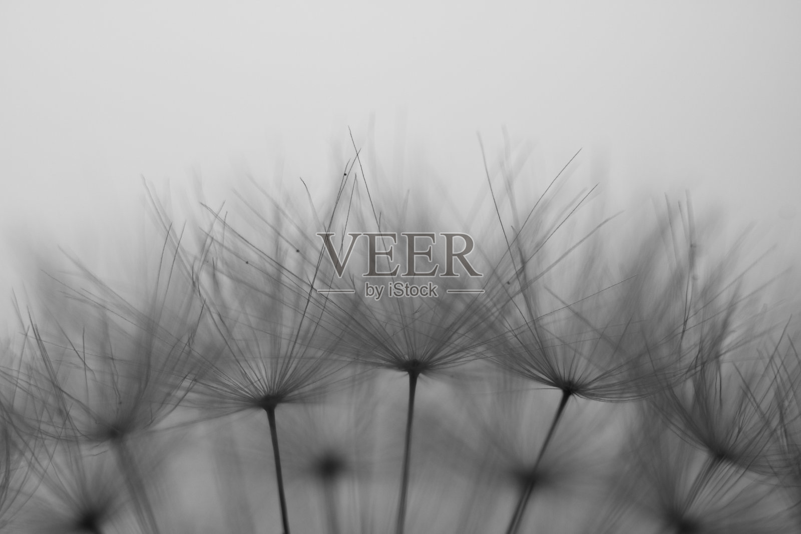 剪影春季宏观蒲公英的雌蕊作为黑色和白色抽象背景照片摄影图片