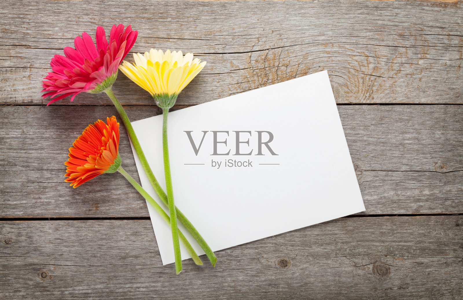 三朵彩色非洲菊花和一张空白贺卡照片摄影图片