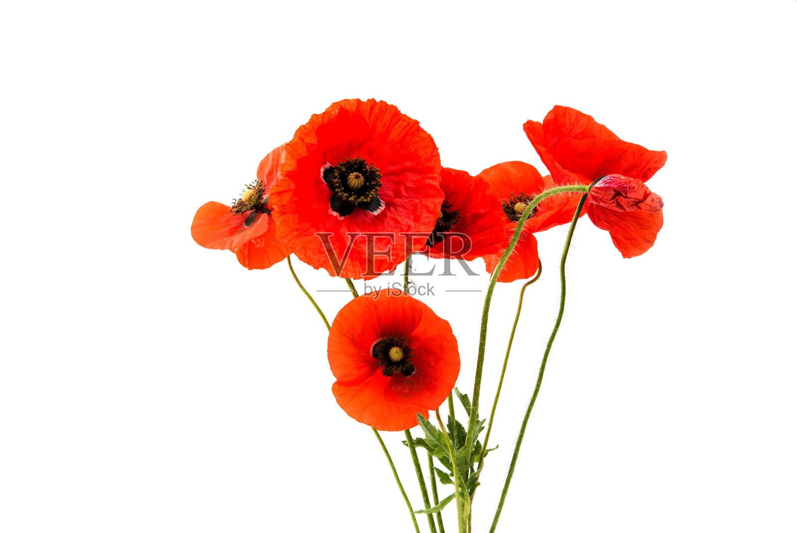 一束孤立的红色罂粟花照片摄影图片