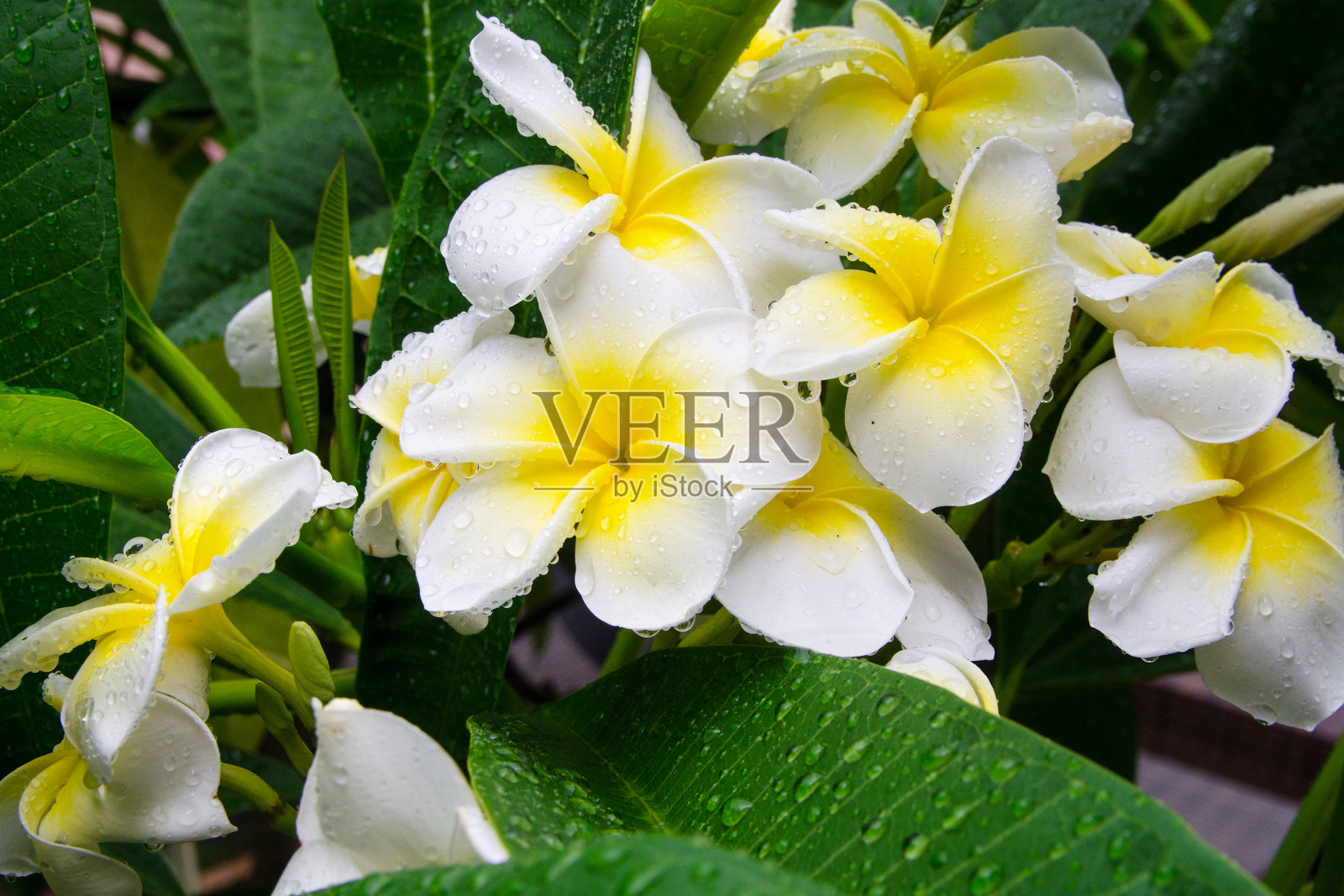 鸡蛋花,Plumeria花照片摄影图片