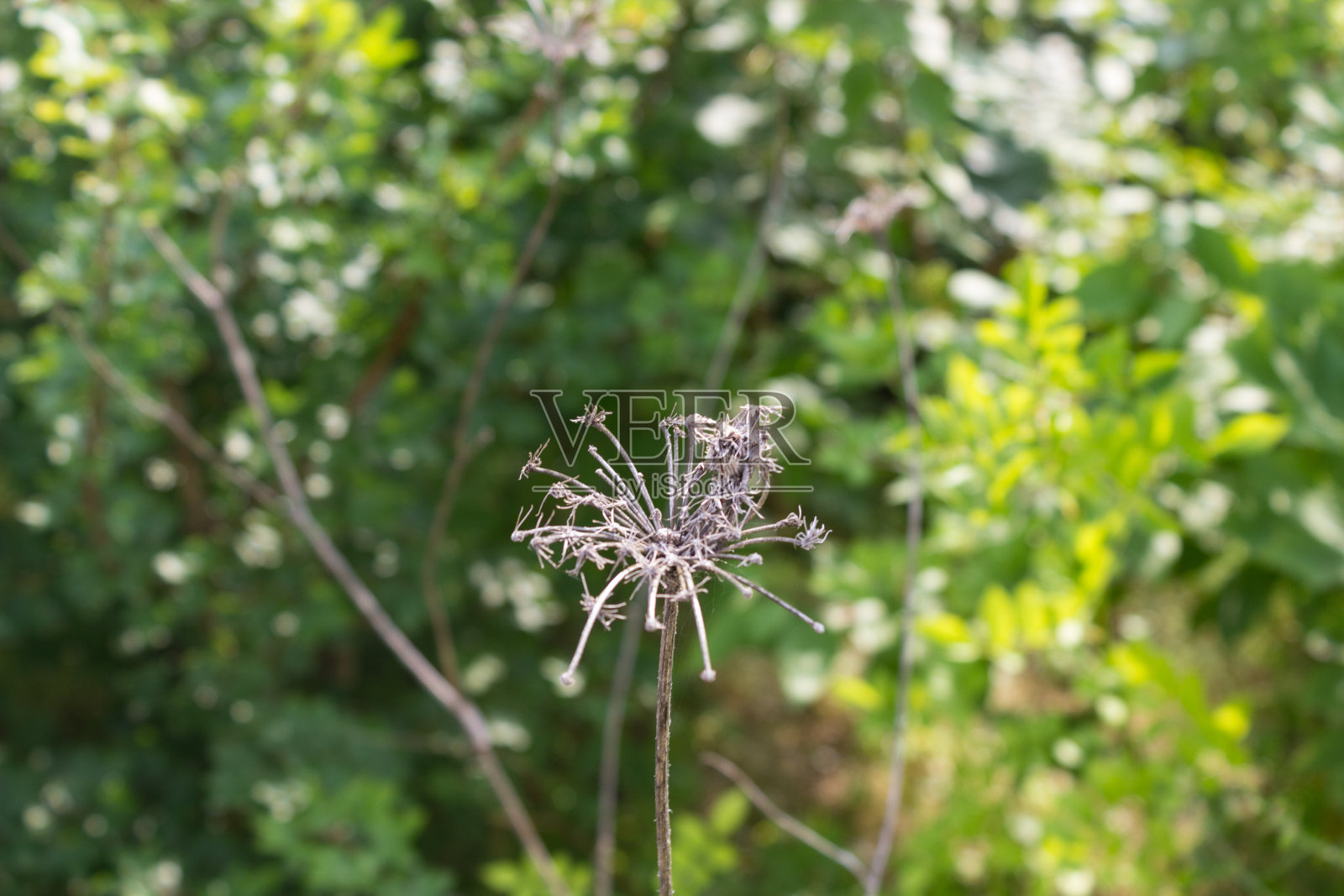 绿色的灌木丛前有一株蜘蛛状的植物照片摄影图片