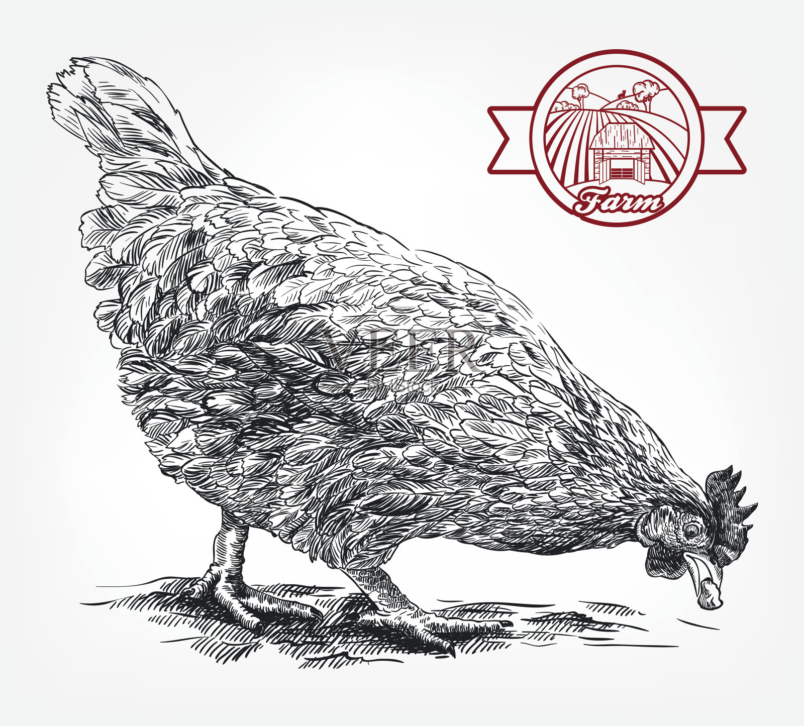 素描的鸡。家禽育种。牲畜插画图片素材