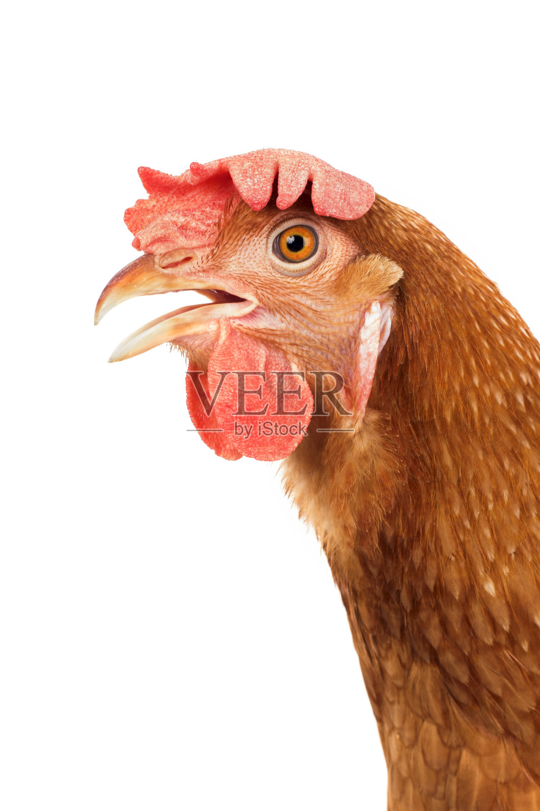 近距离细节棕色鸡头开嘴孤立白色背景照片摄影图片