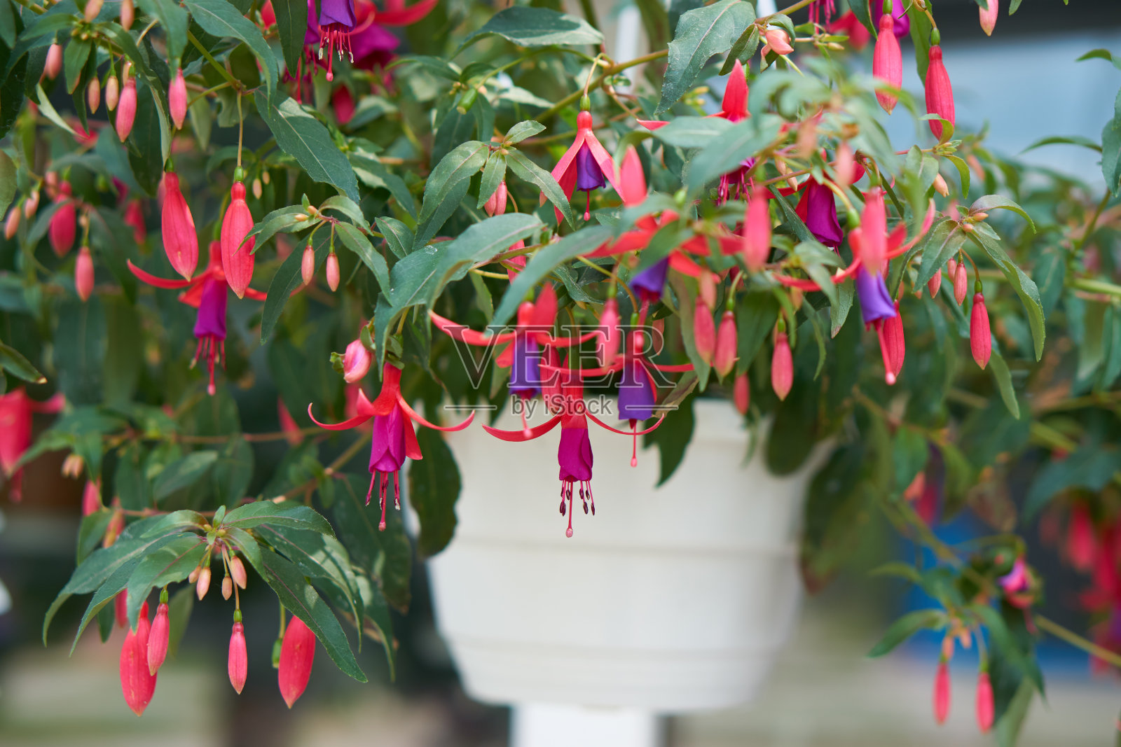 白色花盆中的紫红色室内植物照片摄影图片