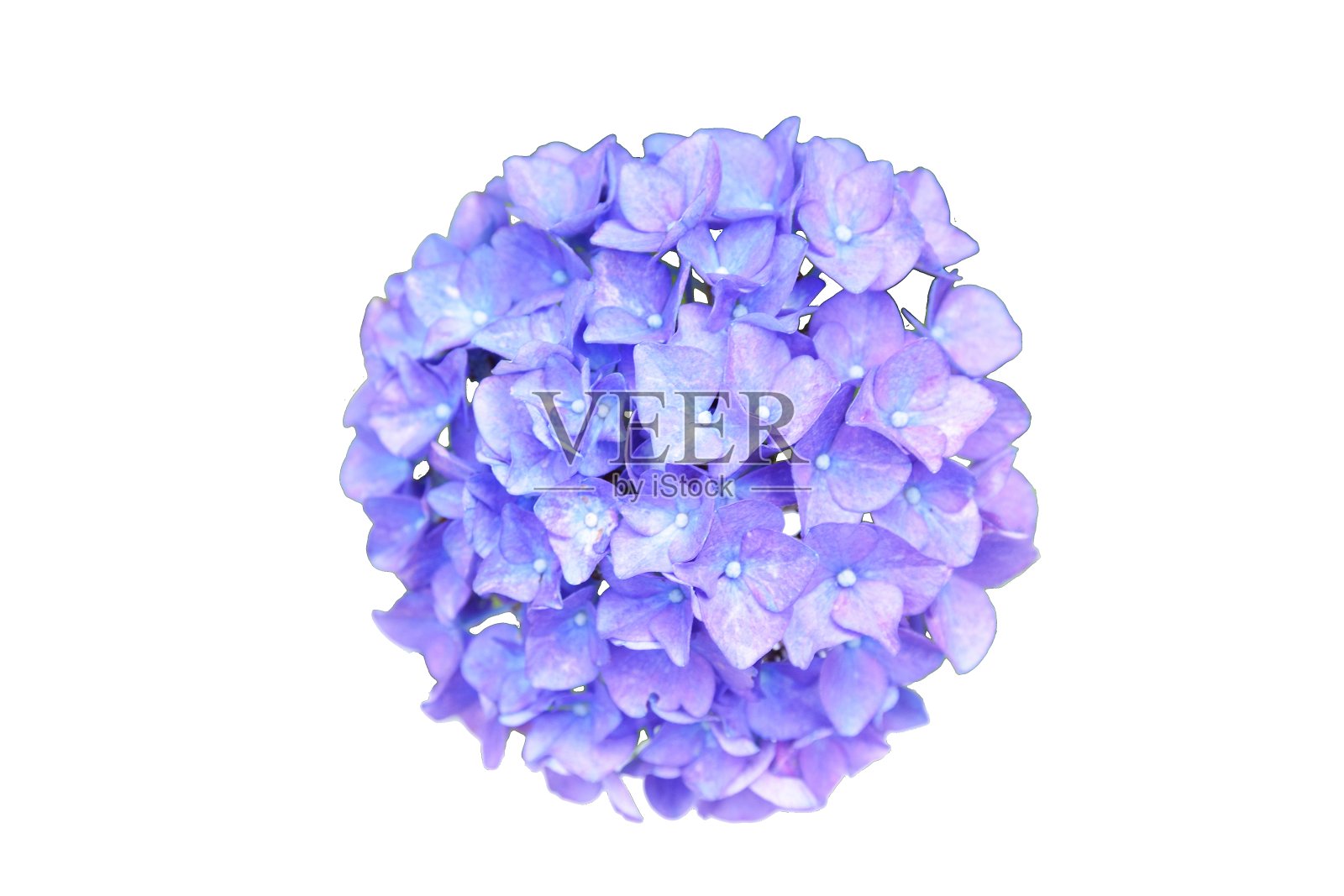 孤立，绣球花和白色背景照片摄影图片