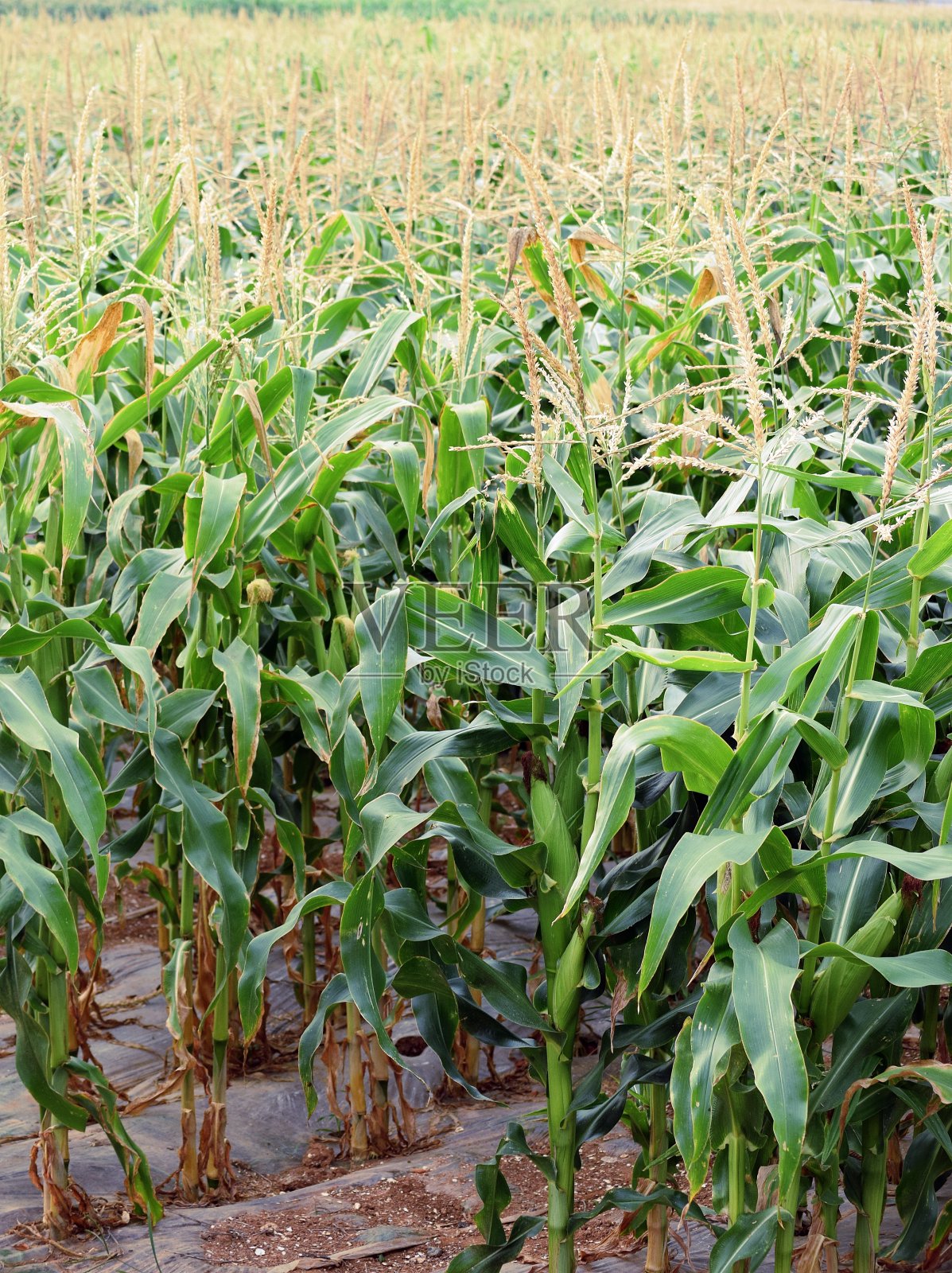 玉米田照片摄影图片