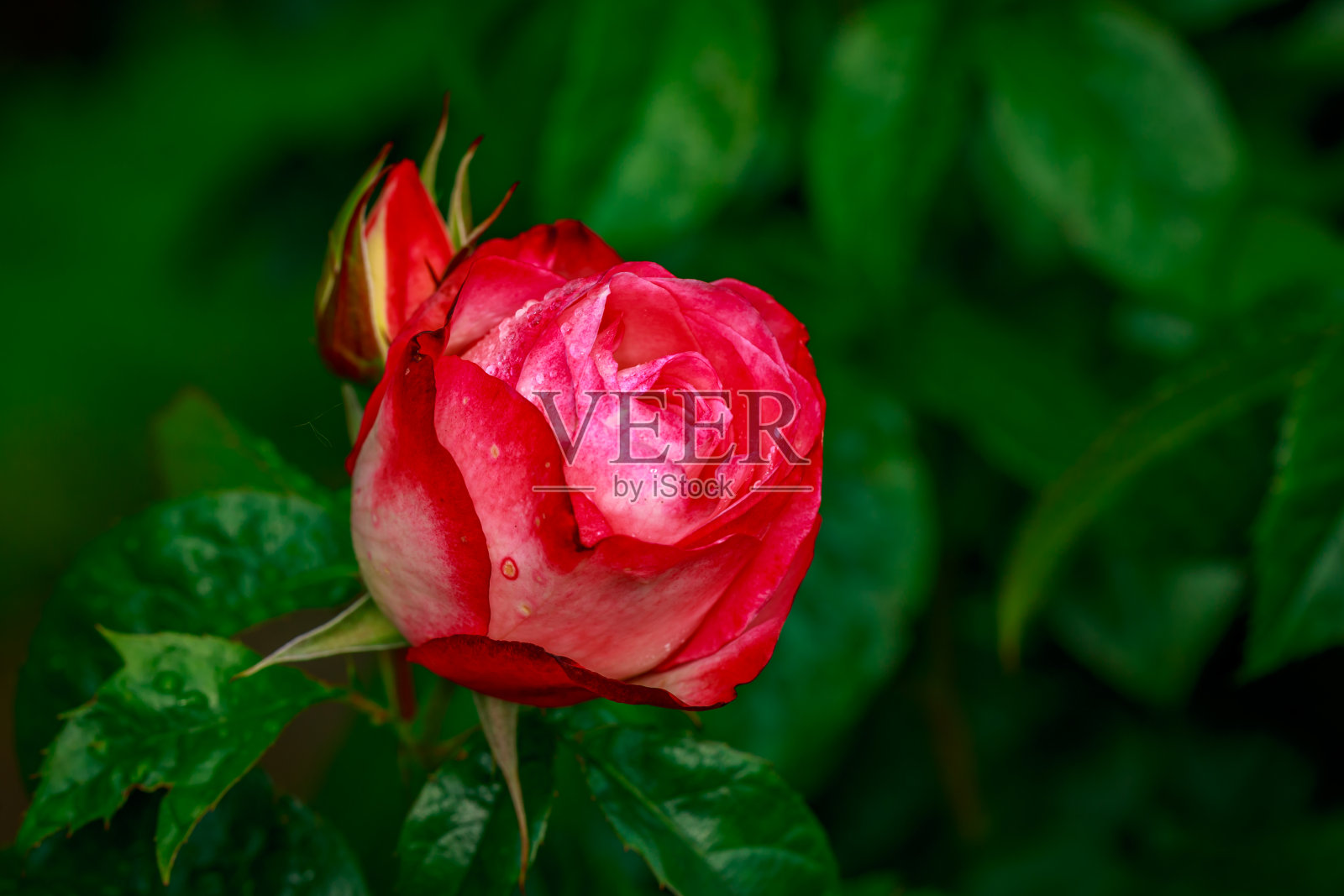 美丽的玫瑰盛开照片摄影图片