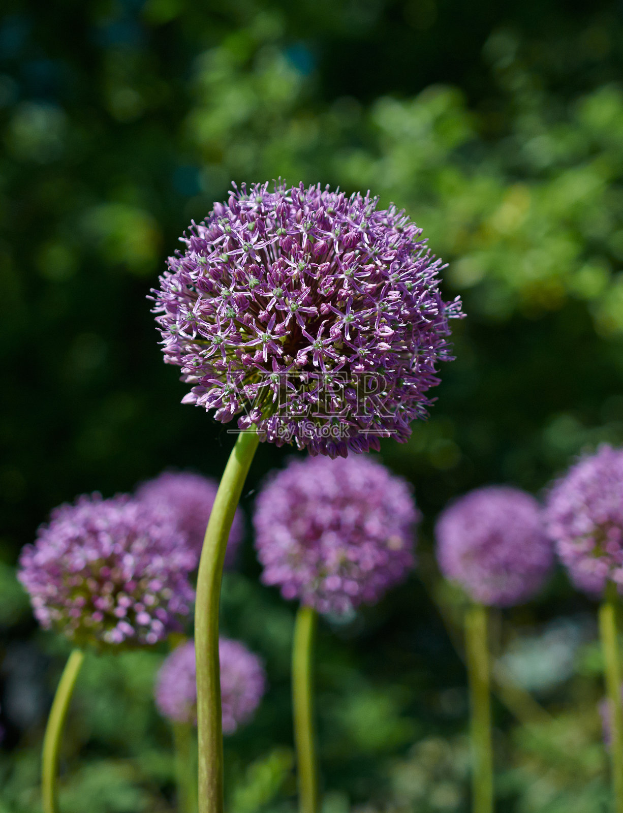 神奇洋葱花(Allium)近。照片摄影图片