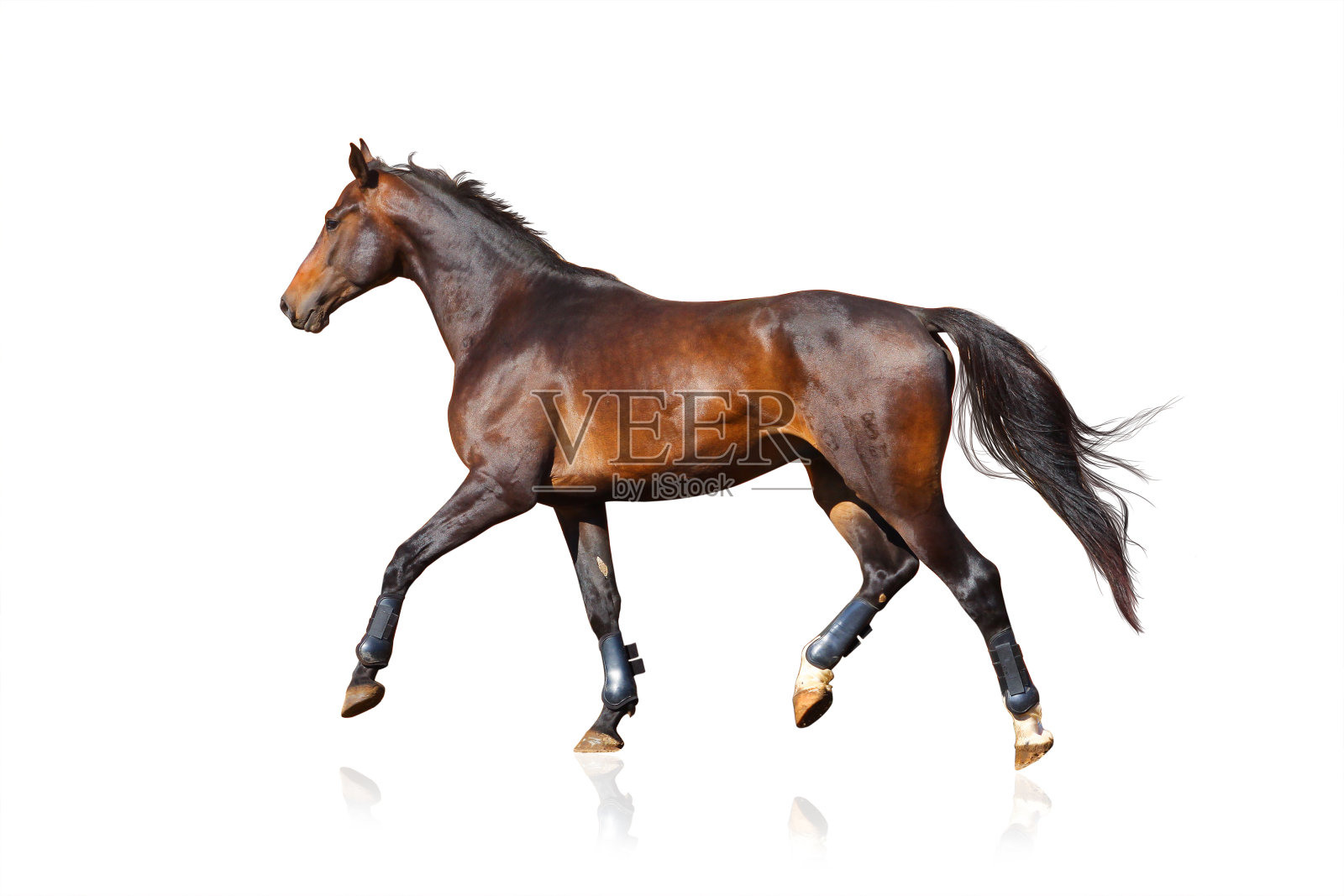 白色背景上的运动马照片摄影图片