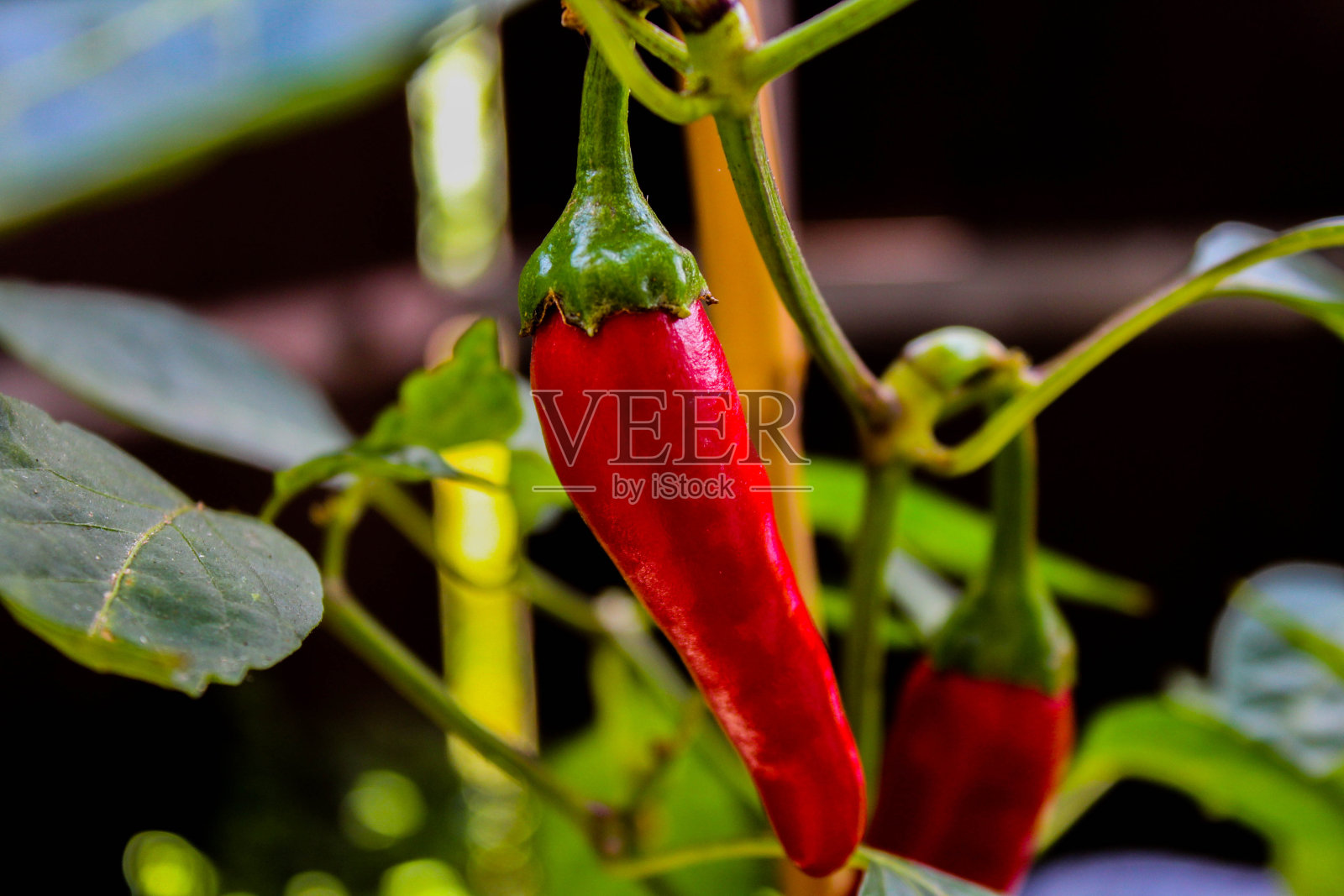 意大利辣香肠照片摄影图片