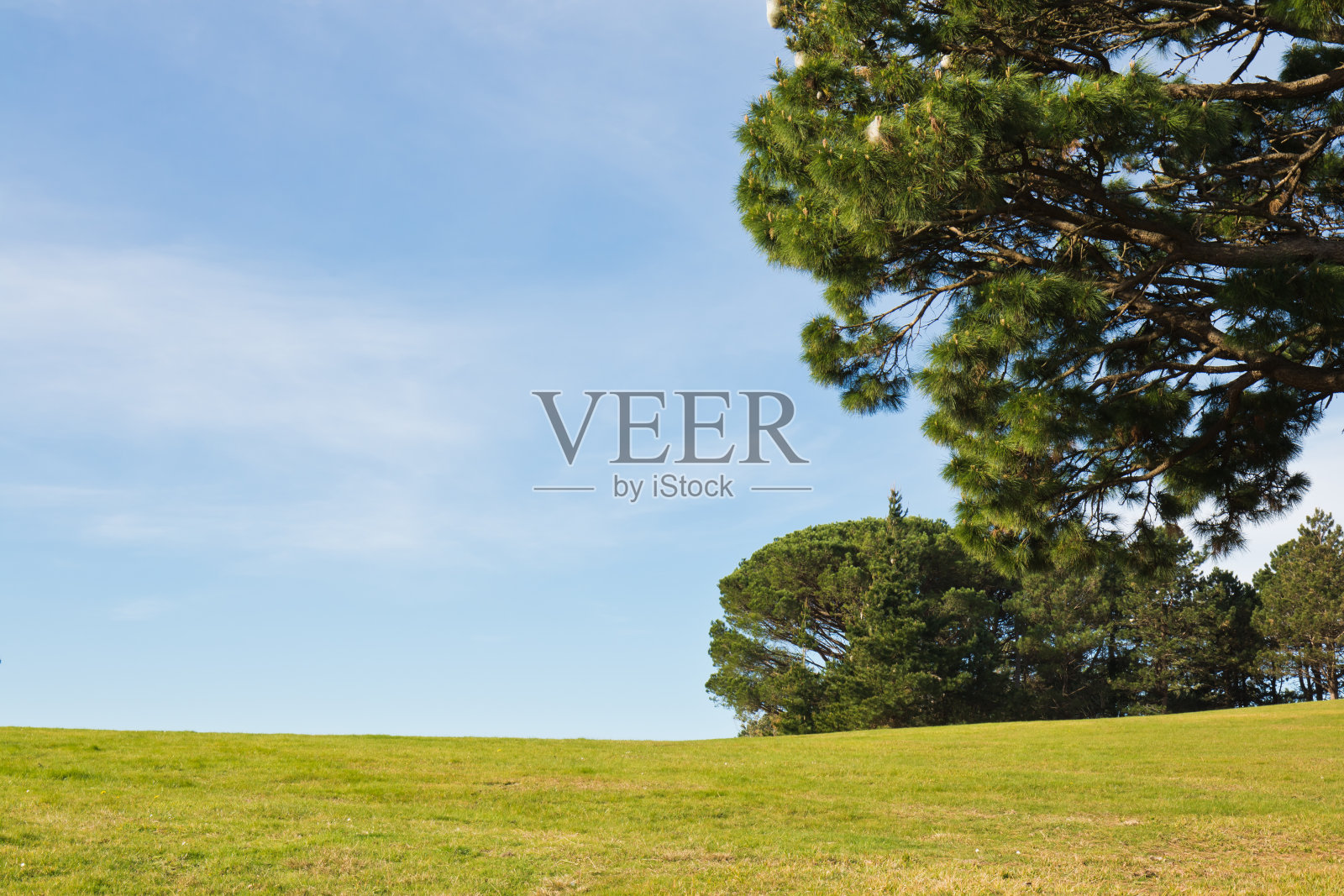 美妙的风景与绿色草地森林裸树在阳光明媚的蓝天与云在大西洋海岸照片摄影图片