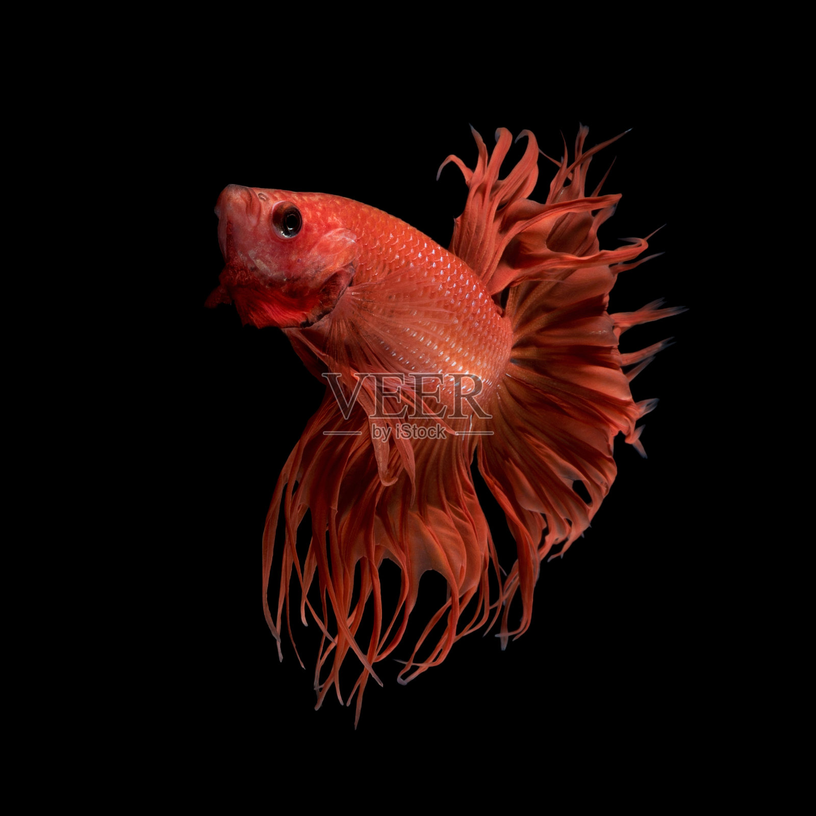 斗鱼，暹罗斗鱼孤立在黑色背景照片摄影图片
