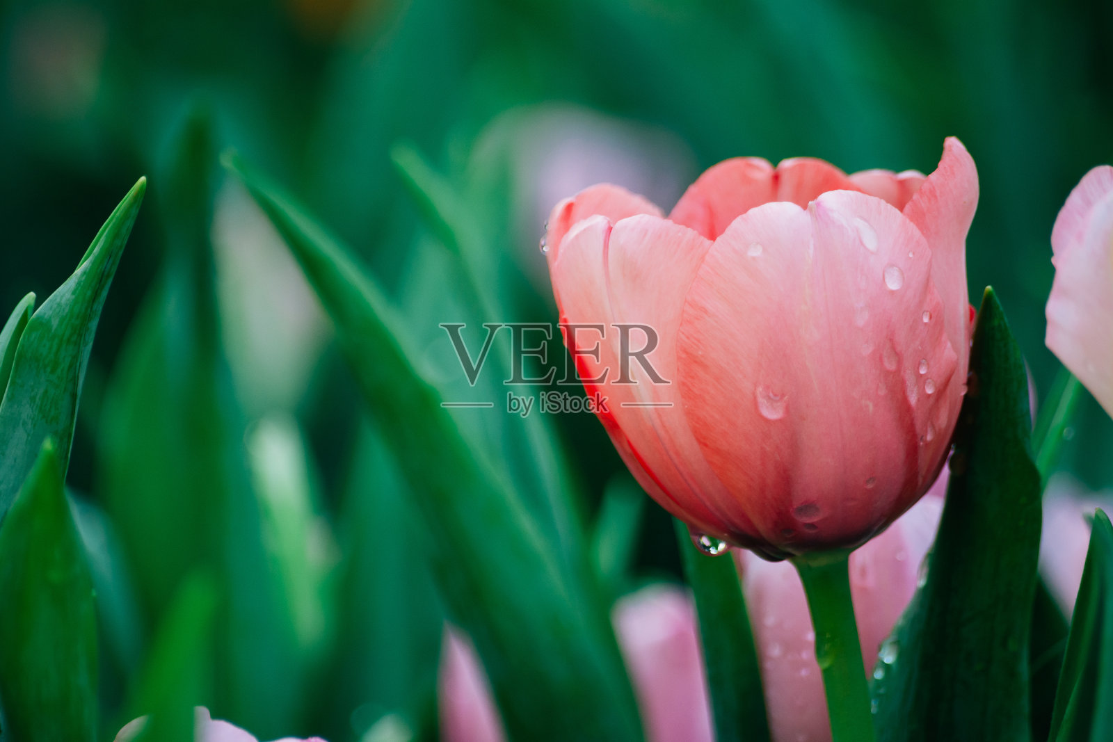 郁金香。春天的郁金香，五颜六色的郁金香照片摄影图片