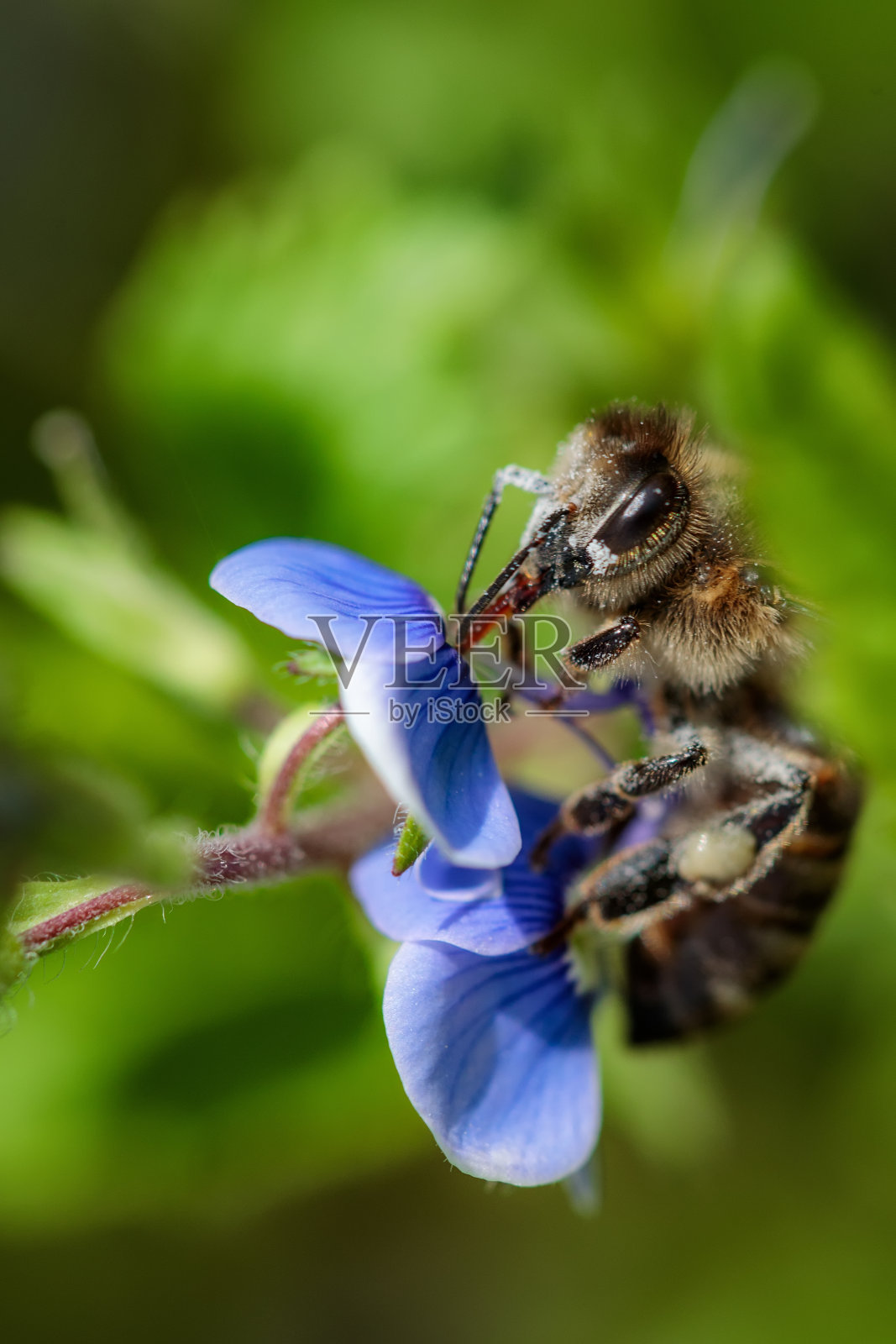 在蓝色花朵上的蜜蜂采集花粉和花蜜，在蜂巢中产生蜂蜜照片摄影图片