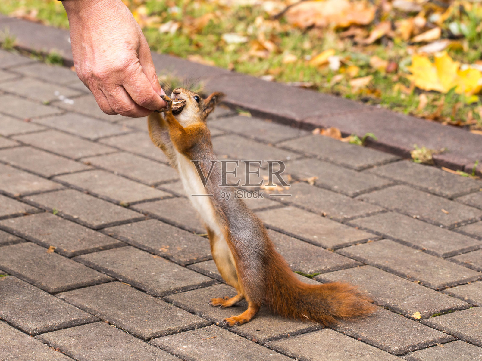 公园里的红松鼠照片摄影图片