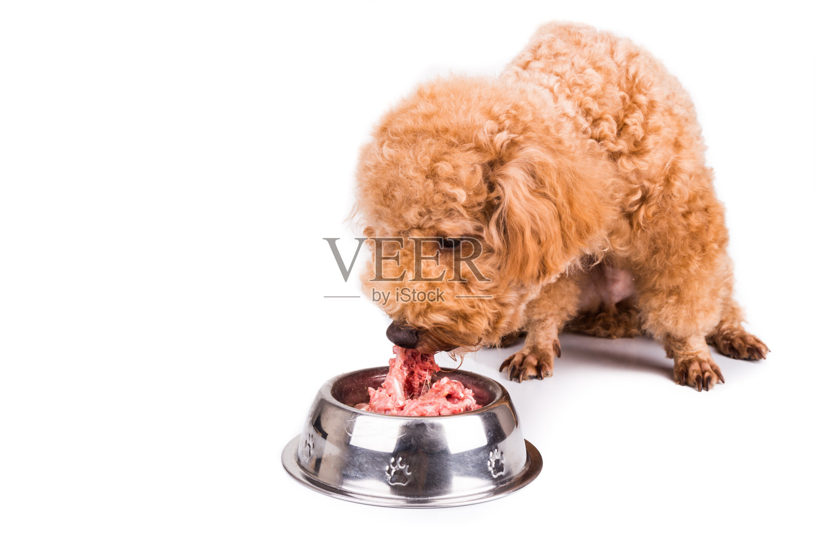 狮子狗享受她的营养和美味的生肉餐照片摄影图片