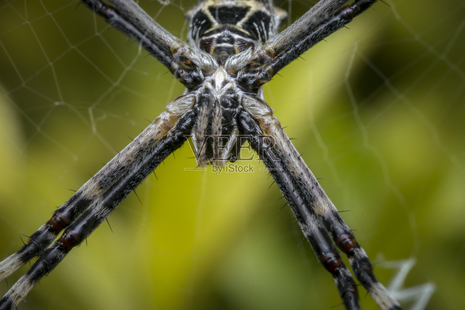 在森林中等待猎物的野生蜘蛛照片摄影图片