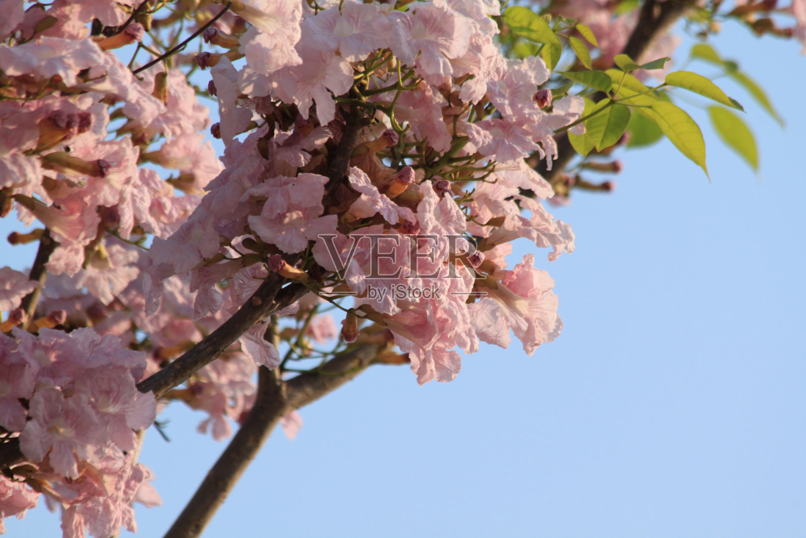 塔贝布亚玫瑰照片摄影图片