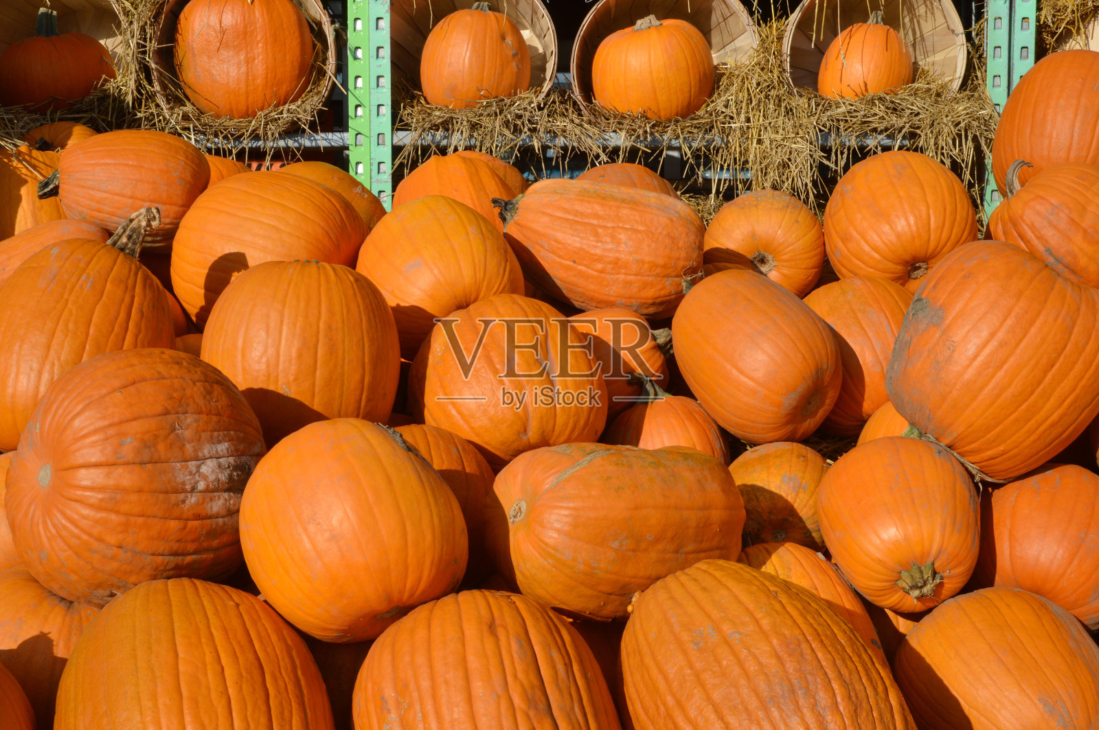 秋天南瓜感恩节的背景。农场里的南瓜照片摄影图片