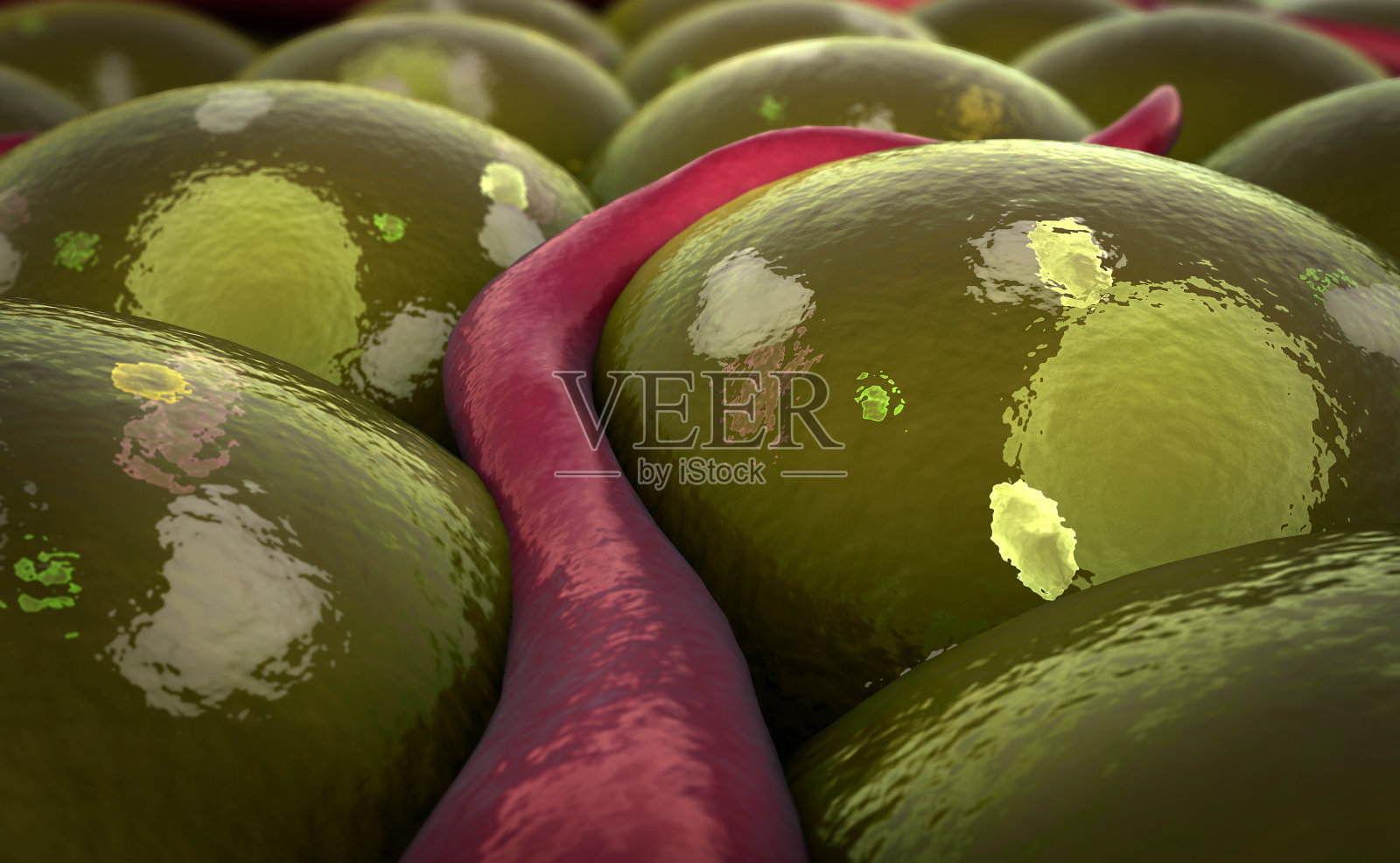 细胞上的静脉照片摄影图片