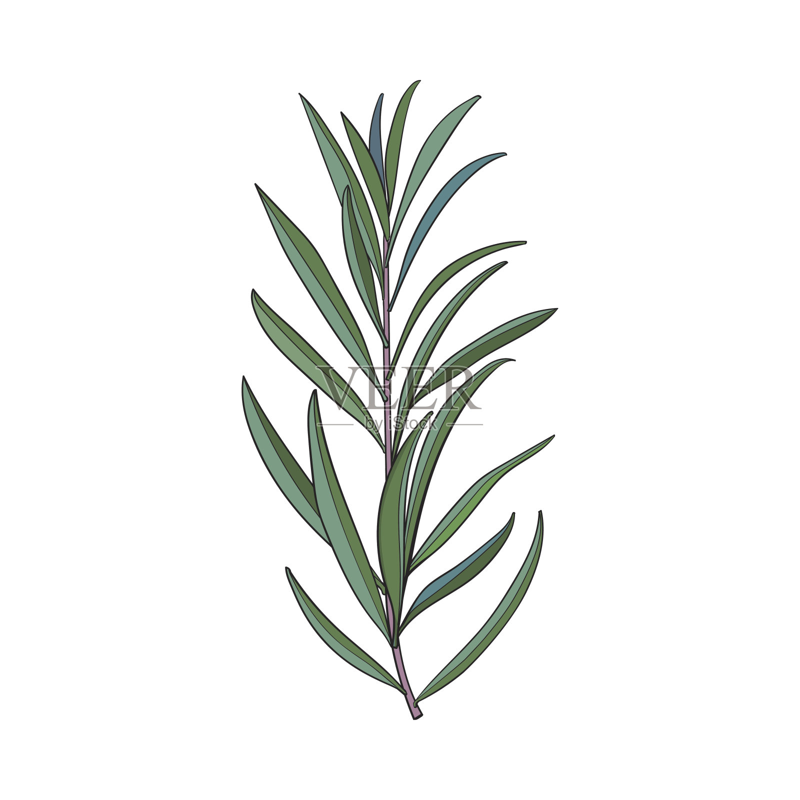 精美、典雅的手绘千层小枝、枝干、花卉装饰元素设计元素图片