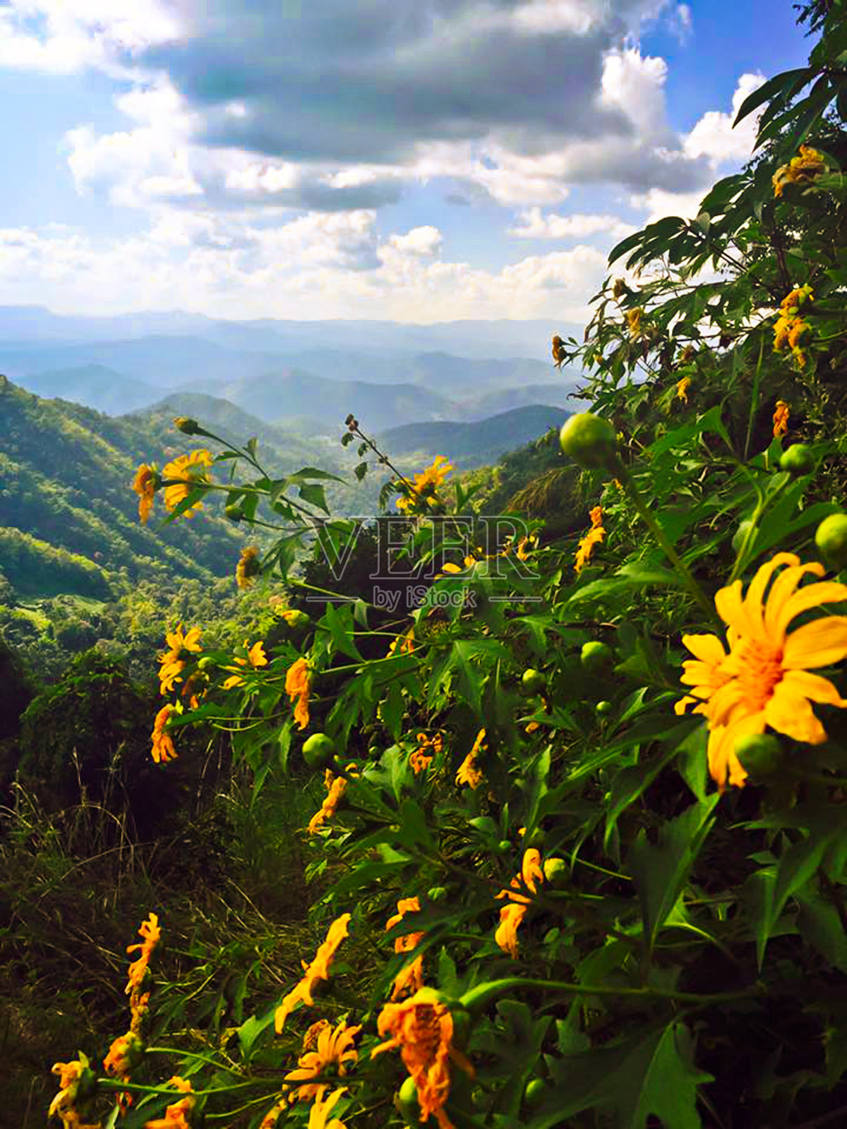 粉红色的漂亮的花照片摄影图片