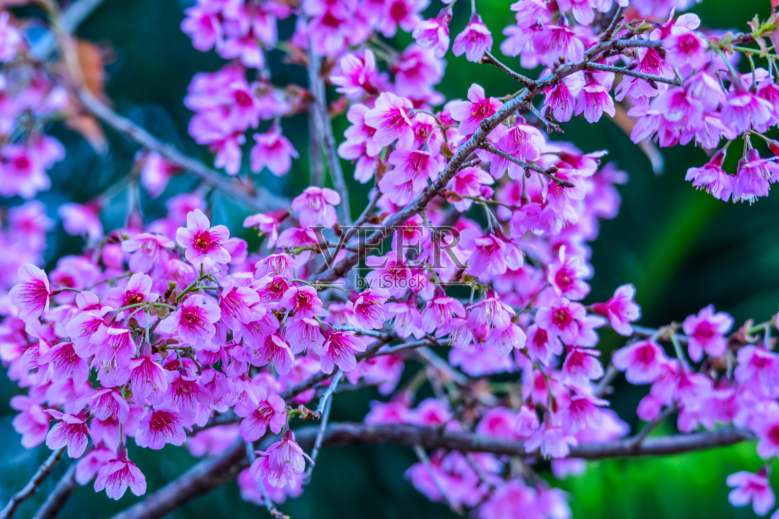 粉红野喜马拉雅樱桃照片摄影图片