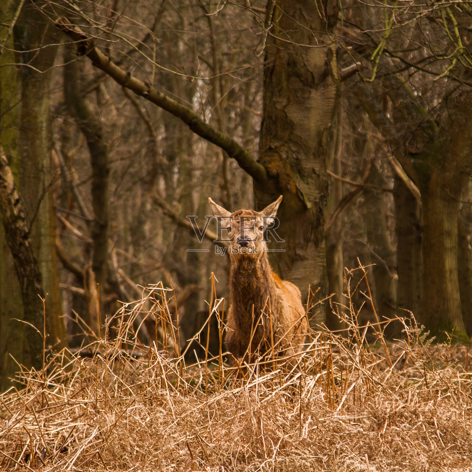 鹿在户外公园自由漫步照片摄影图片