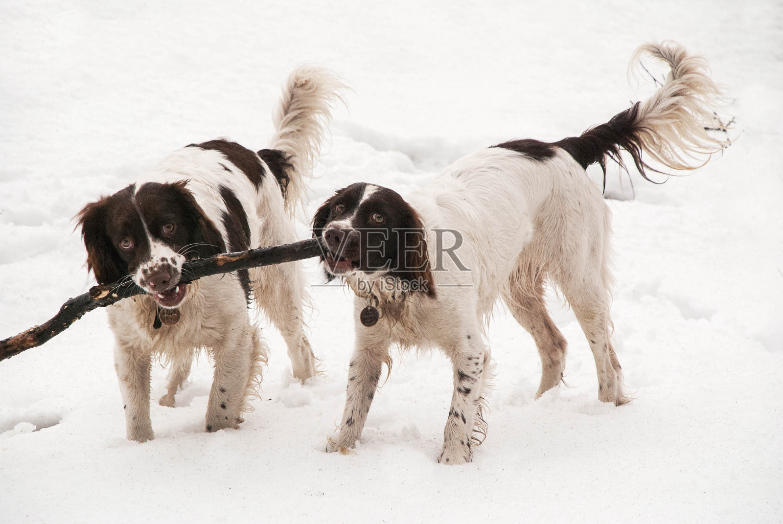 雪地里的两只小猎犬照片摄影图片