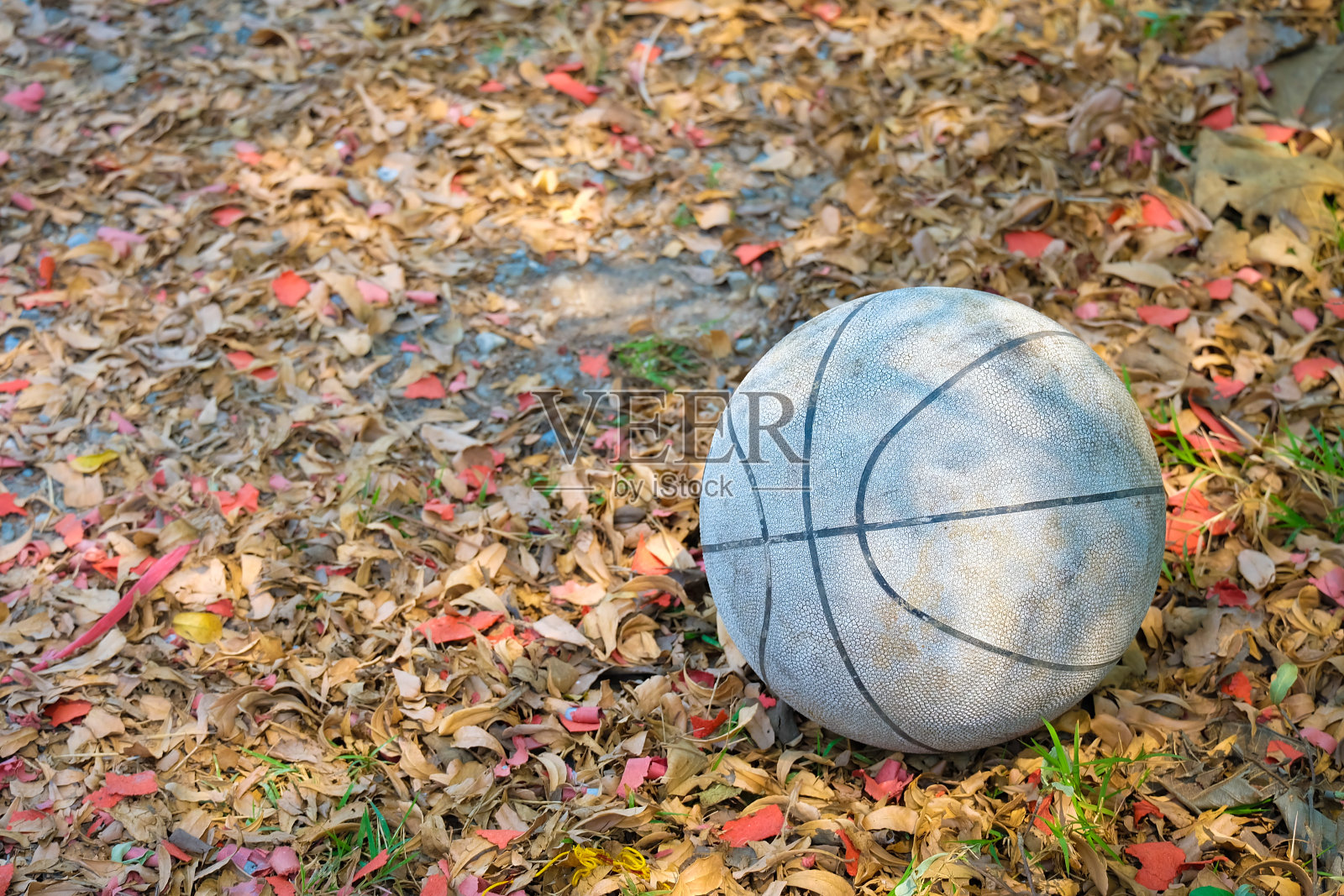 旧篮球在干叶上。照片摄影图片