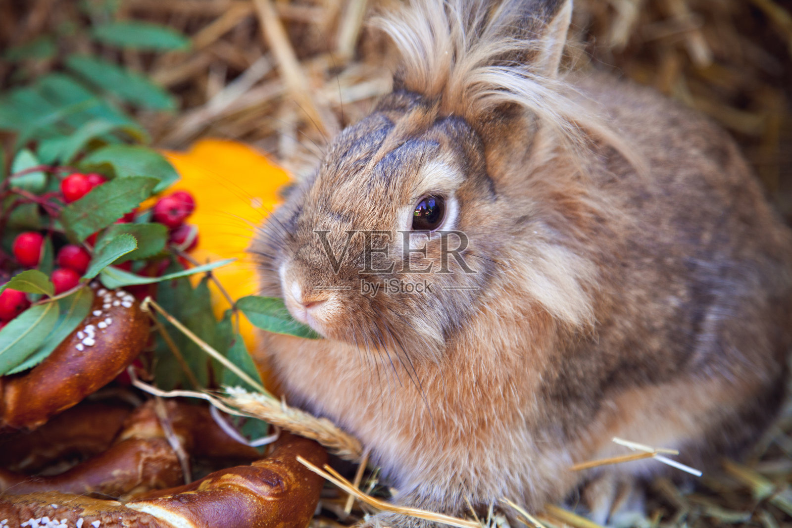 棕色兔子的肖像与秋天的食物照片摄影图片