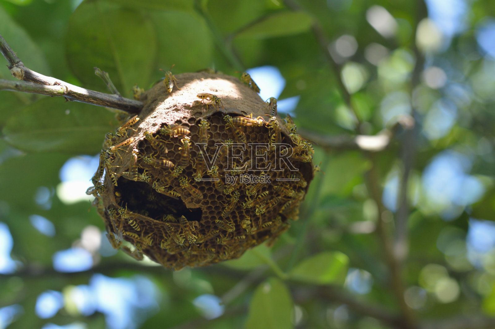 开放的黄蜂的巢照片摄影图片