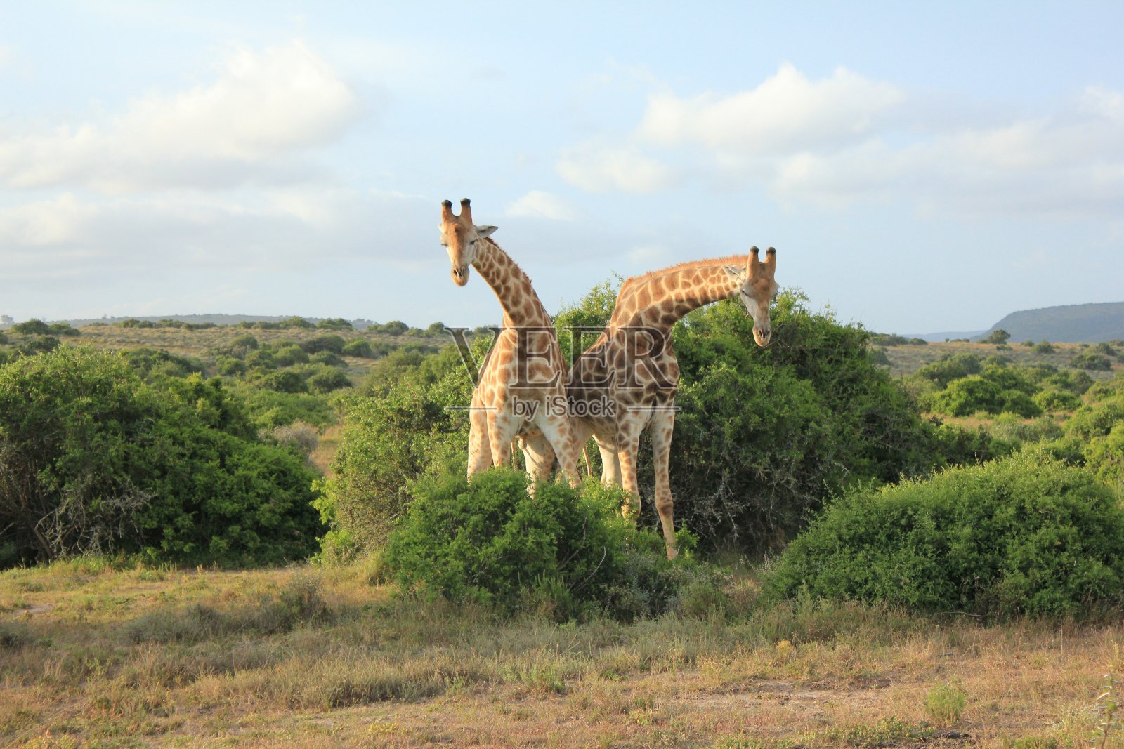一对长颈鹿-鞠躬照片摄影图片