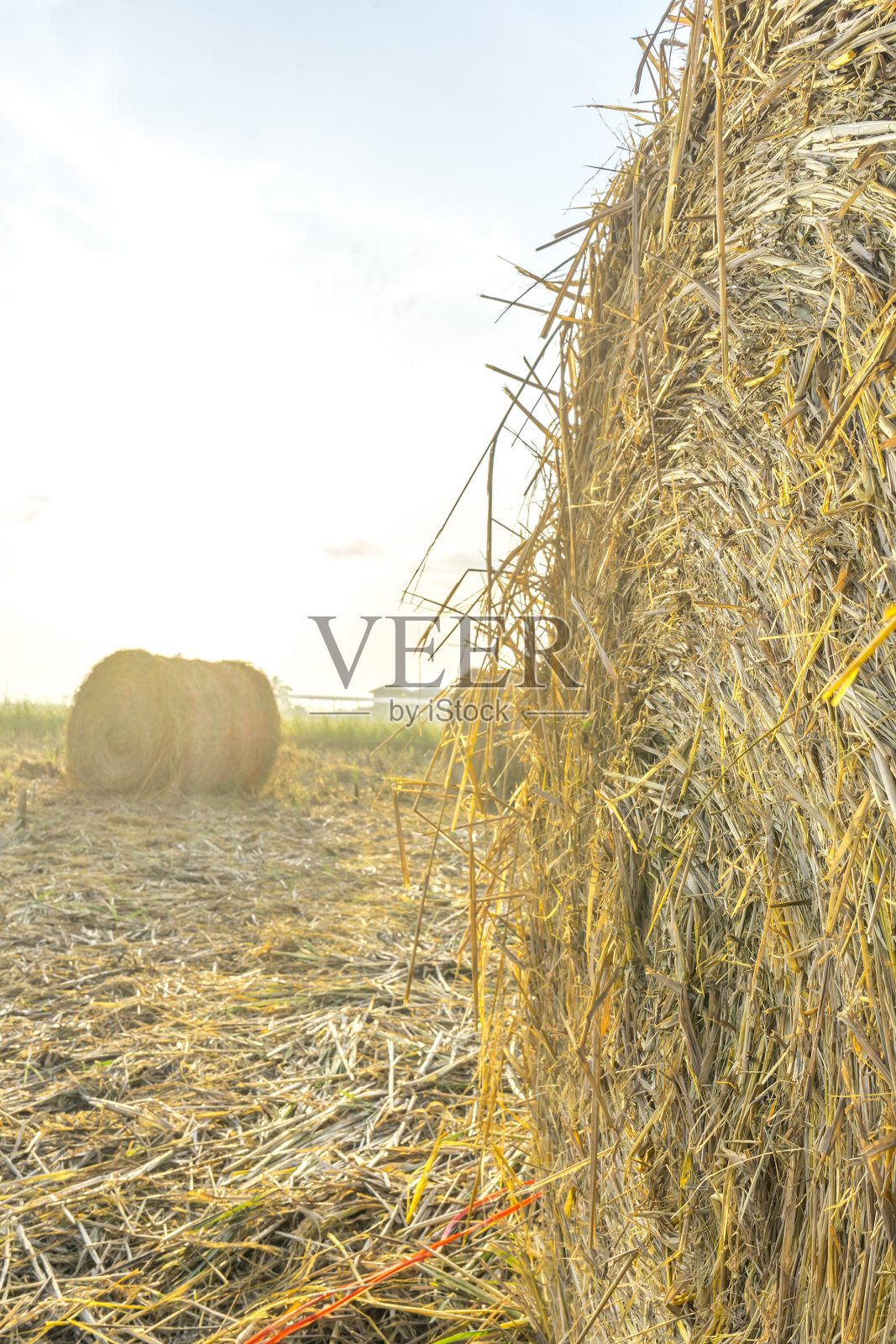 水稻秸秆照片摄影图片